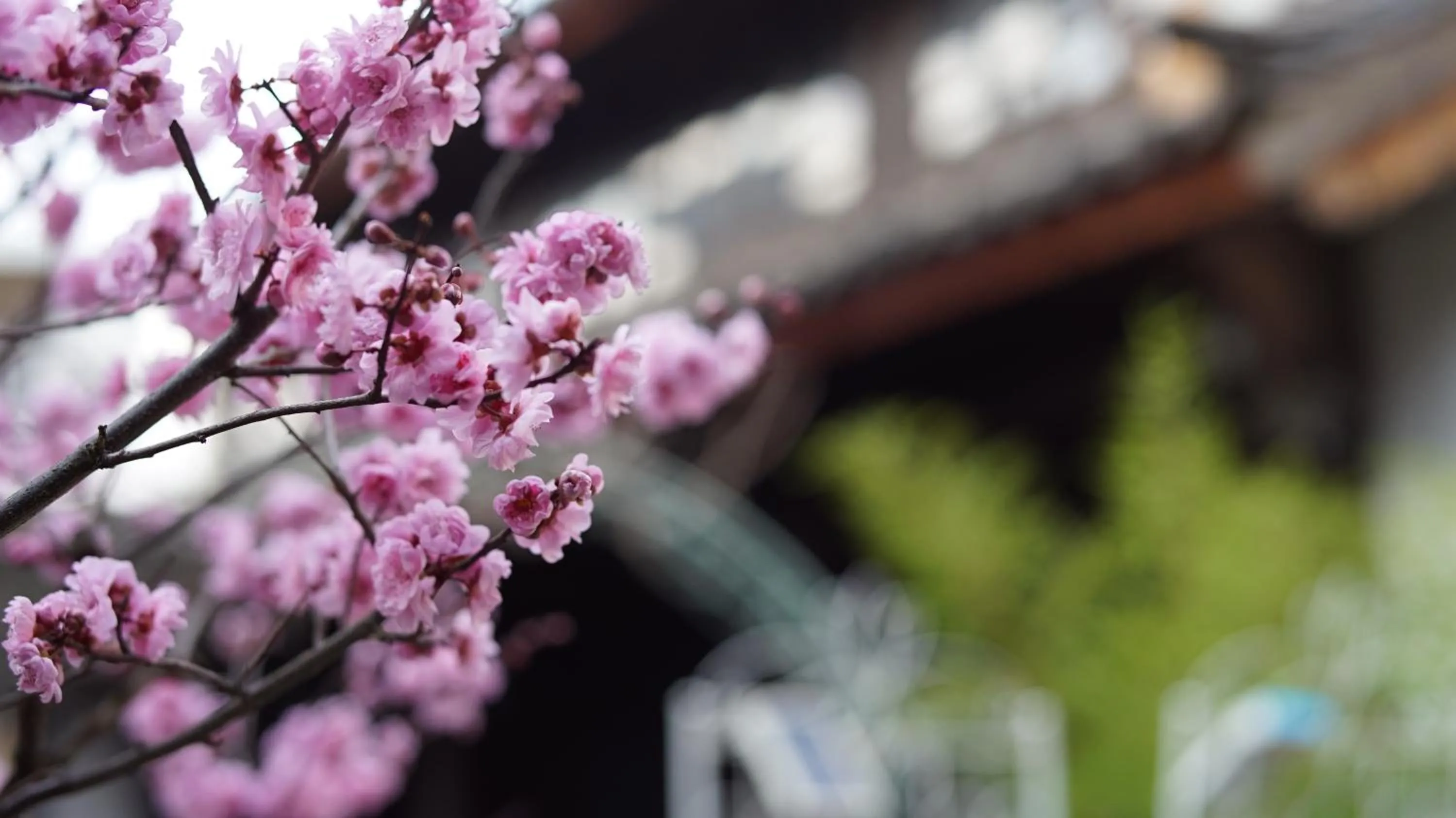 Garden view in Tuo Tuo Guest House