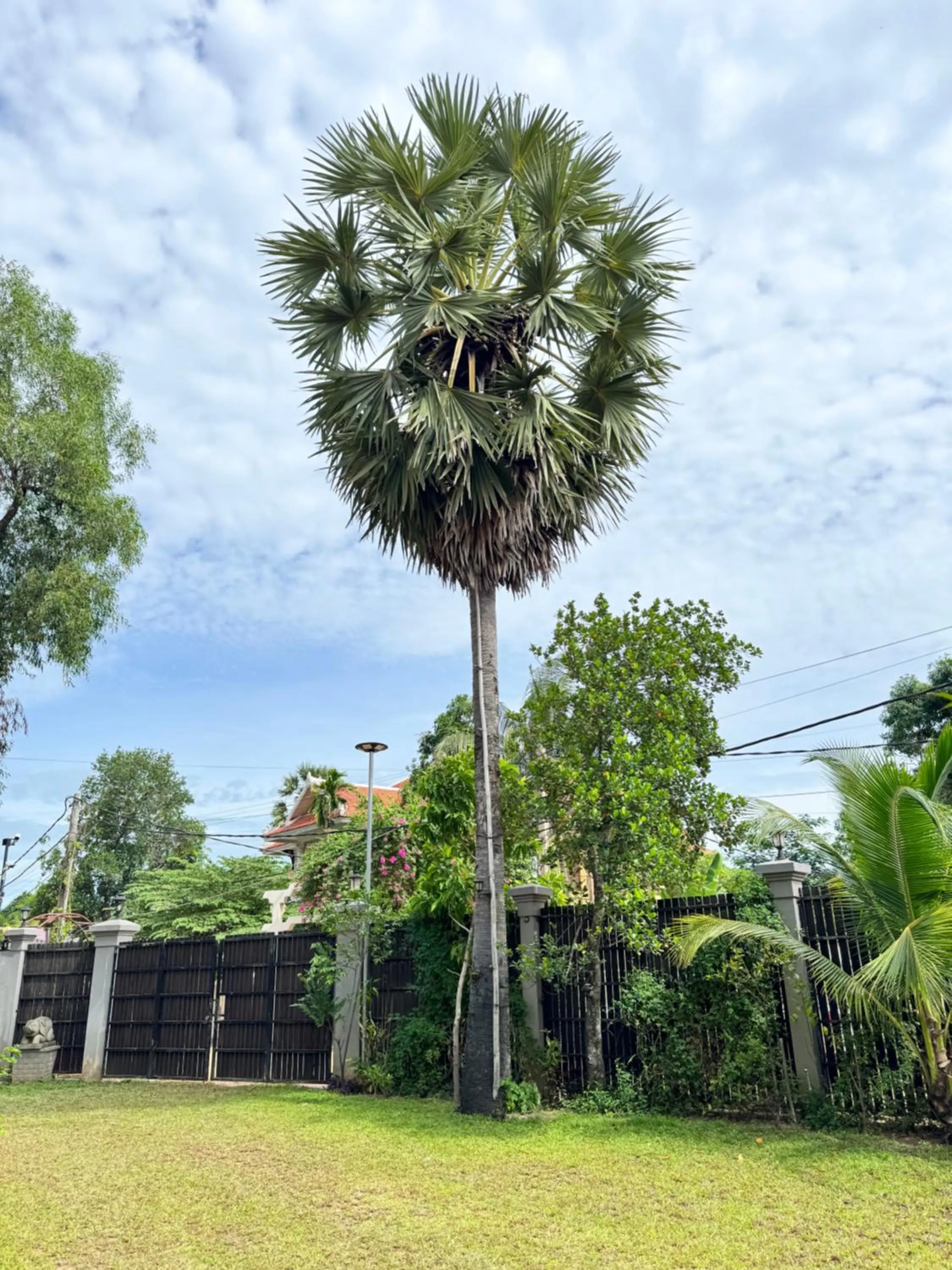 Garden in Mealy Villa