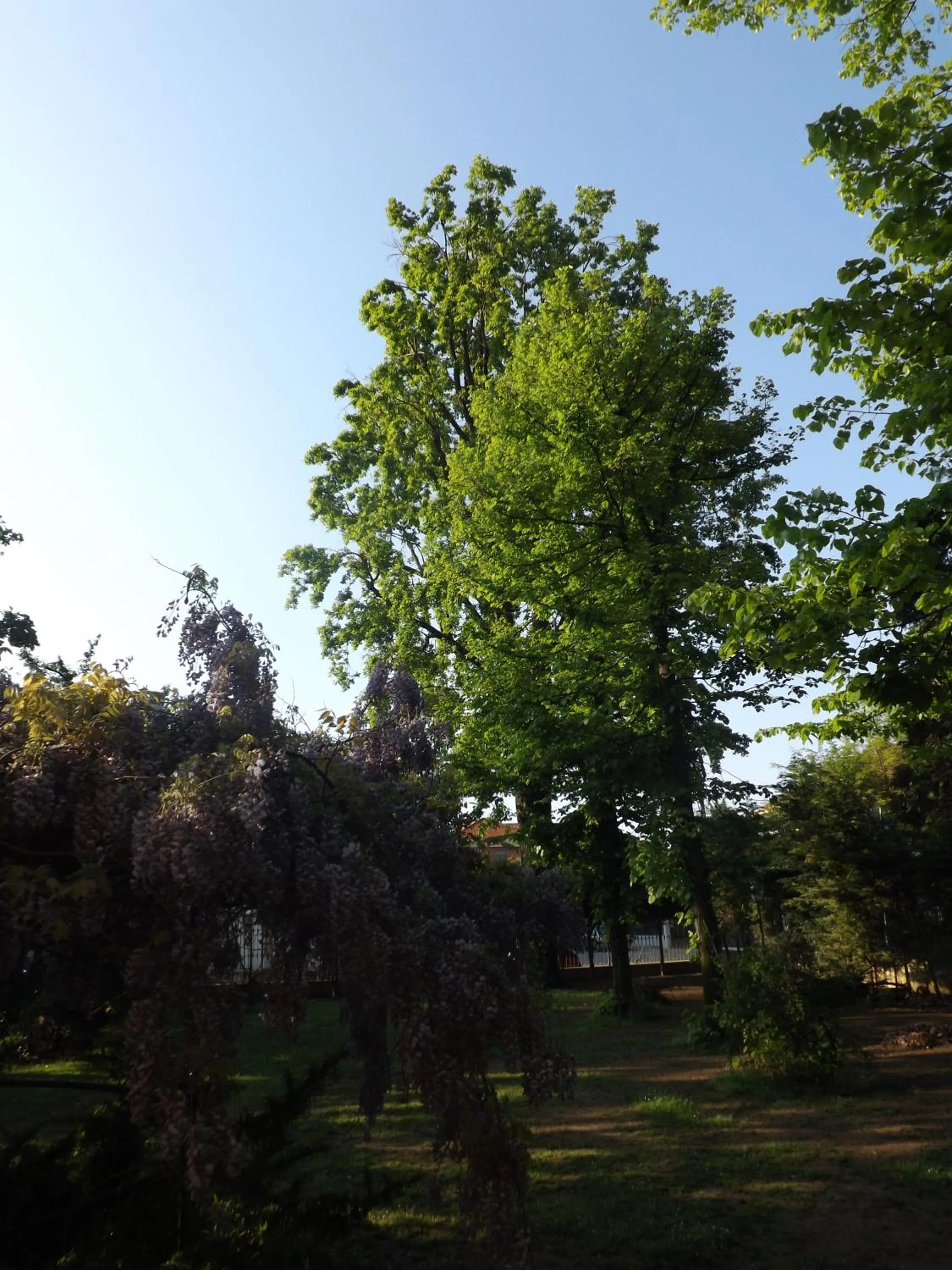 Garden in Villa Mirano Bed & Breakfast