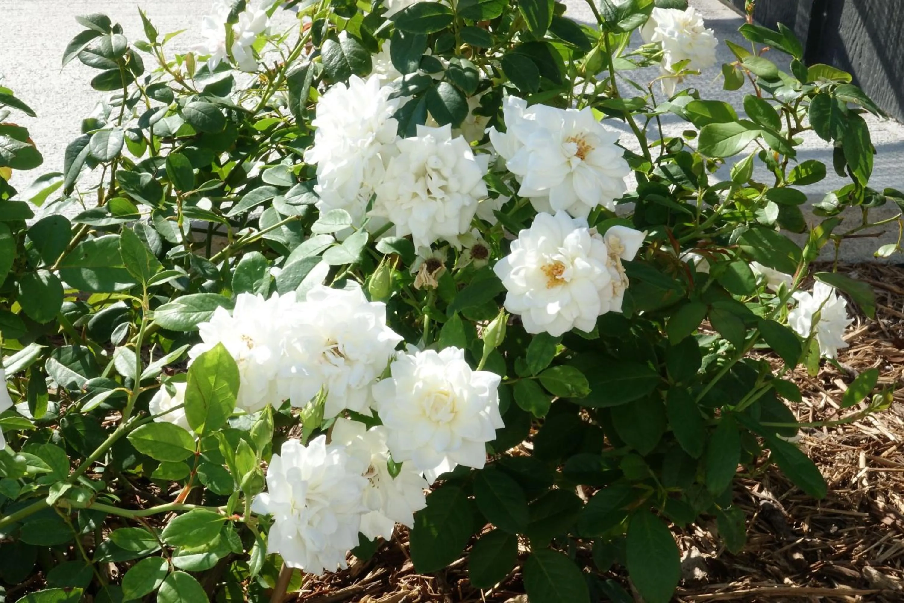 Garden view in Whitetail Court Hotel