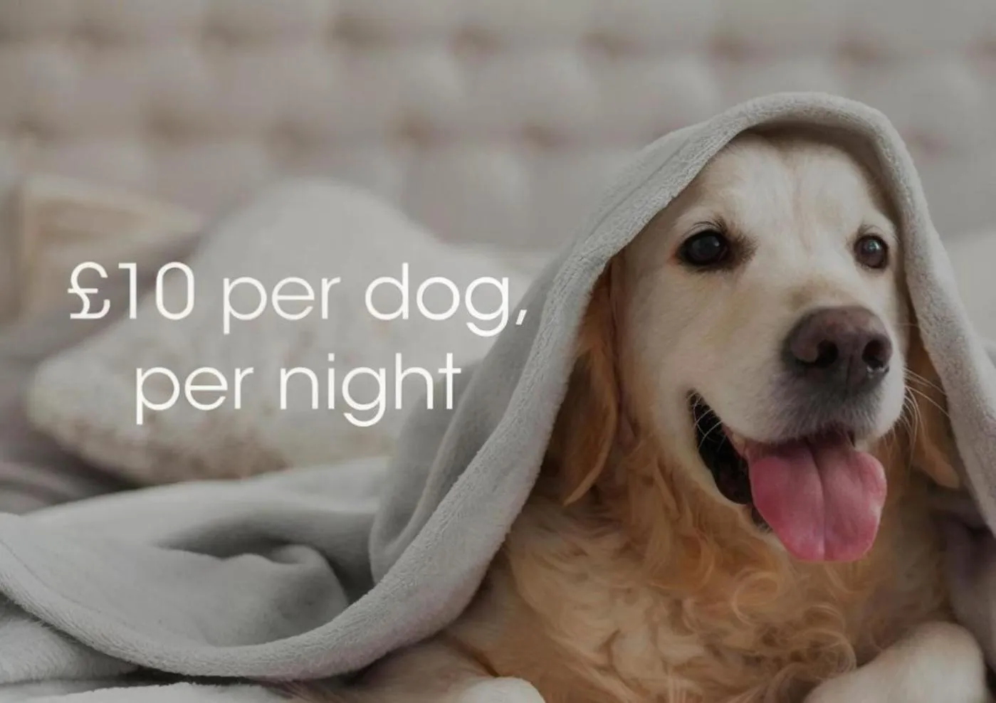 Pets in The Beresford Hotel