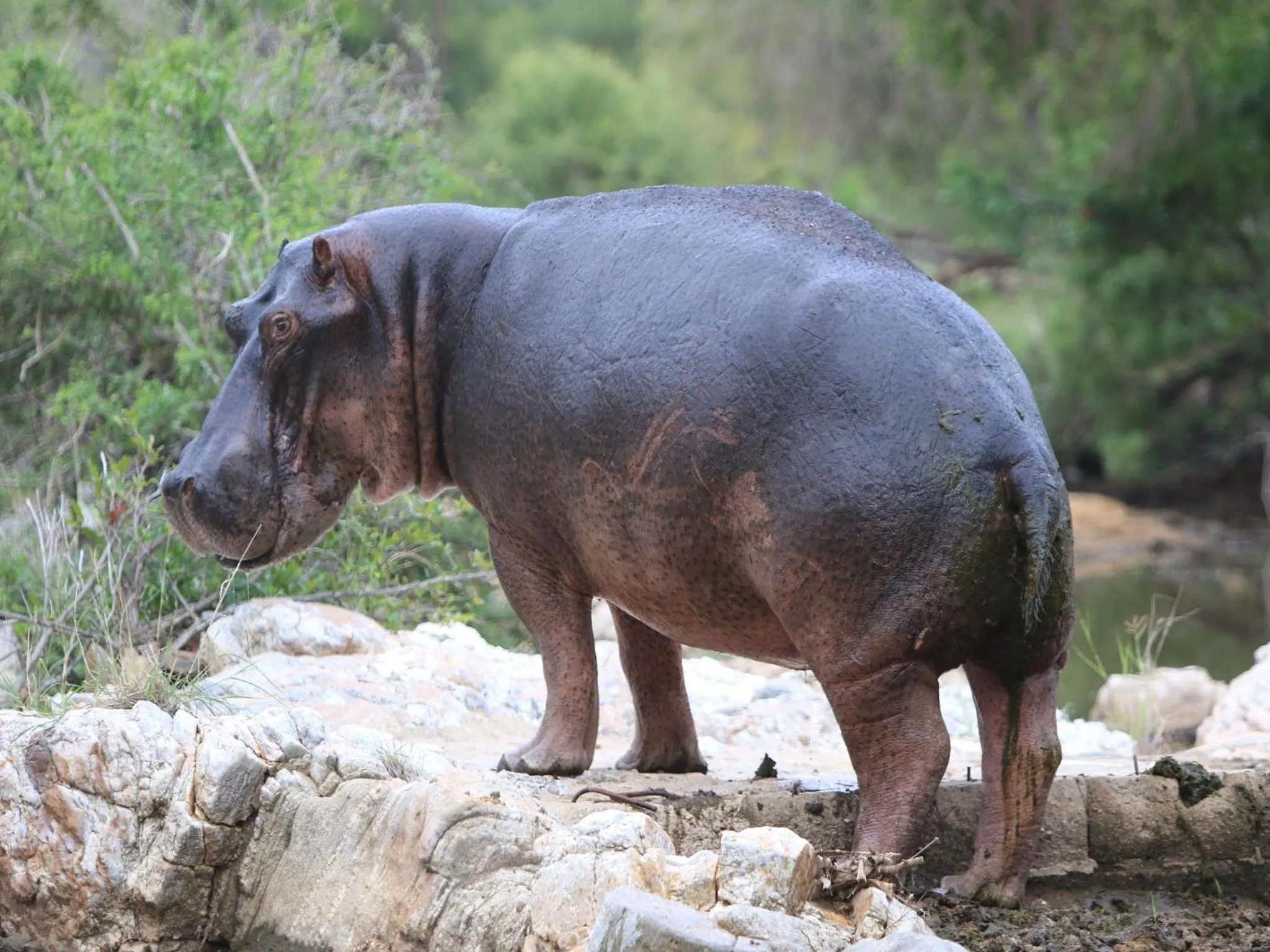 Natural landscape in Makumu Private Game Lodge