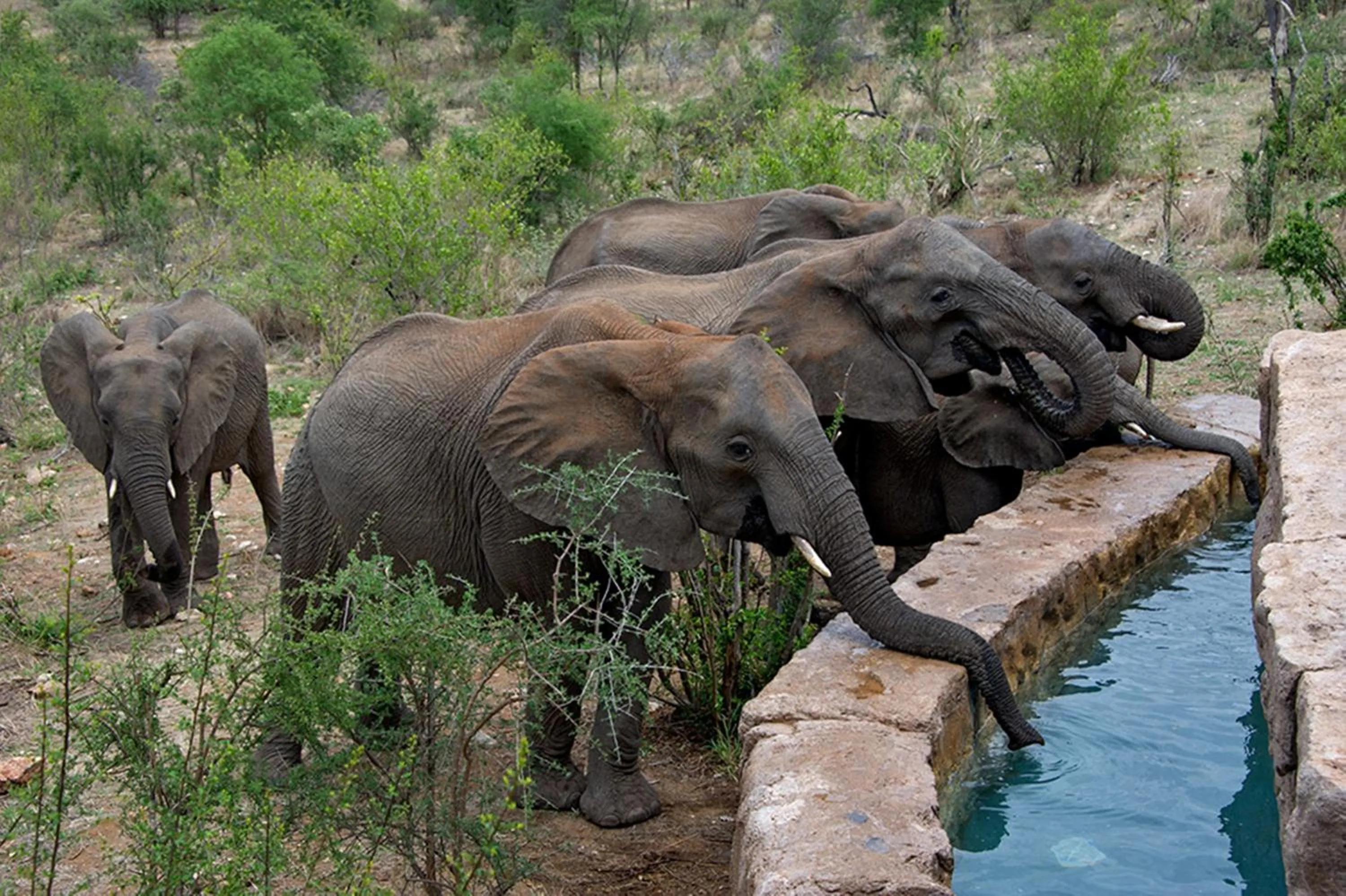 Decorative detail in Makumu Private Game Lodge