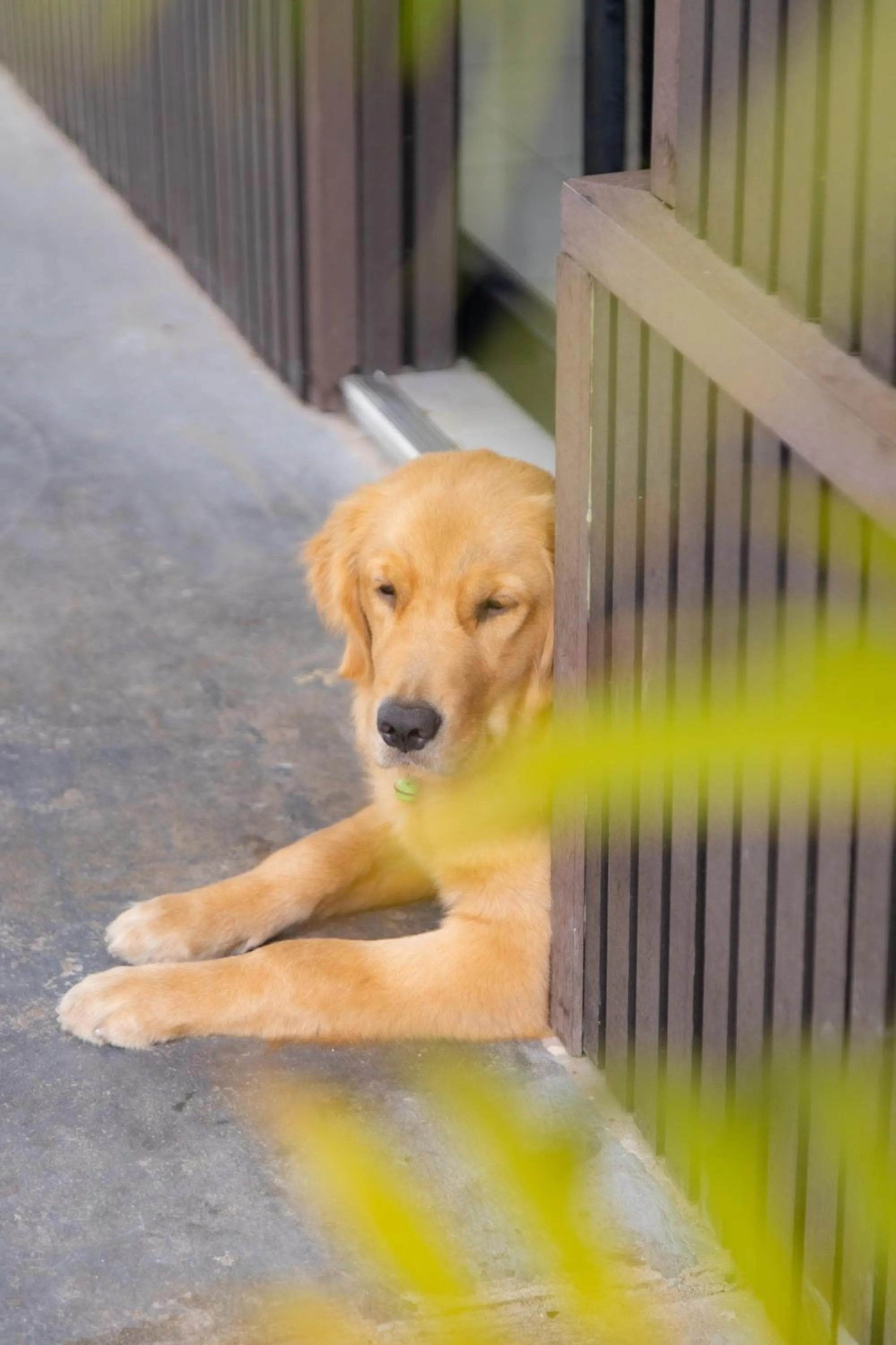Pets in Peaceful Hotel