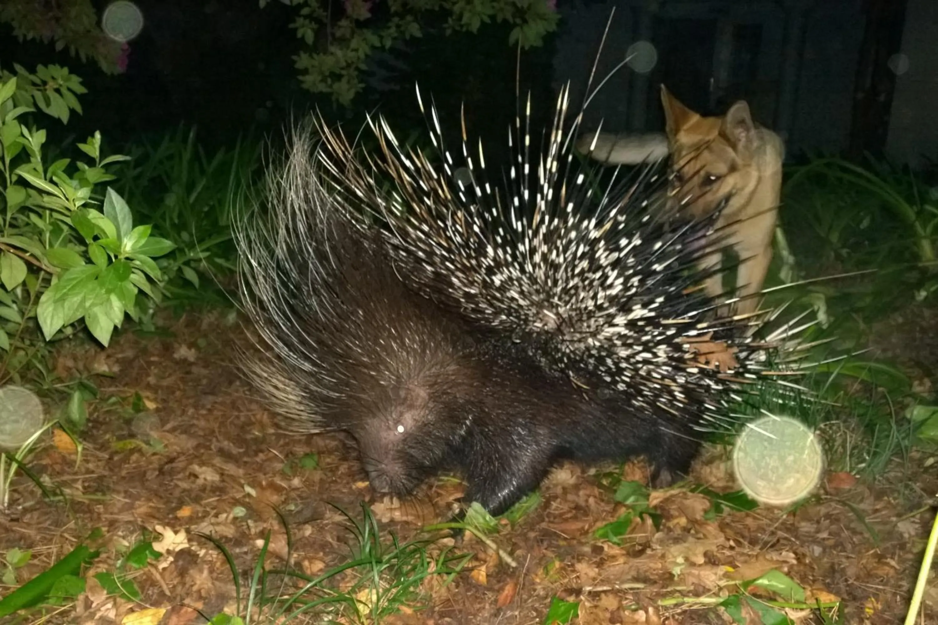 Animals in Edenbrook Country Manor