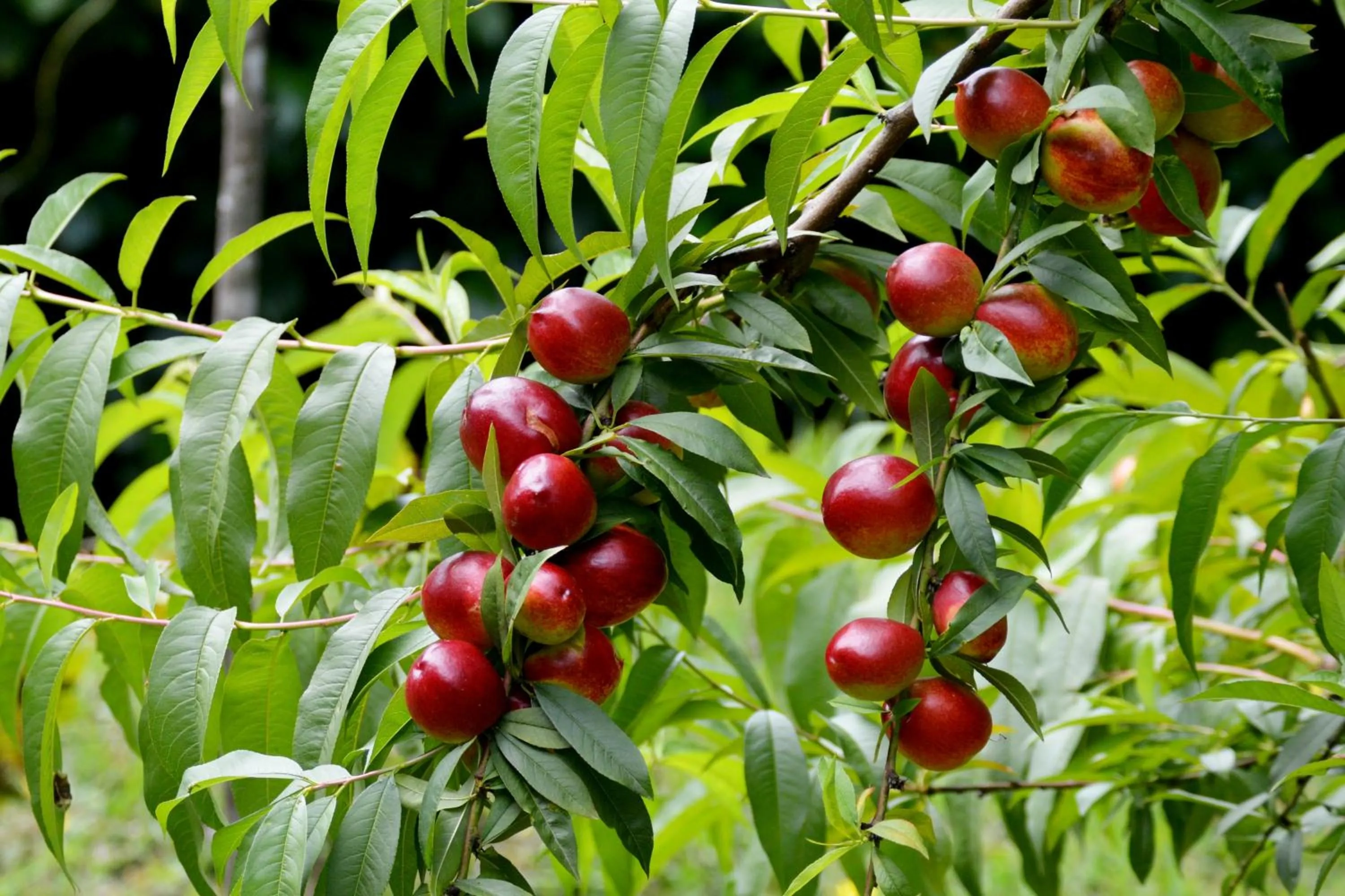 Garden in Edenbrook Country Manor