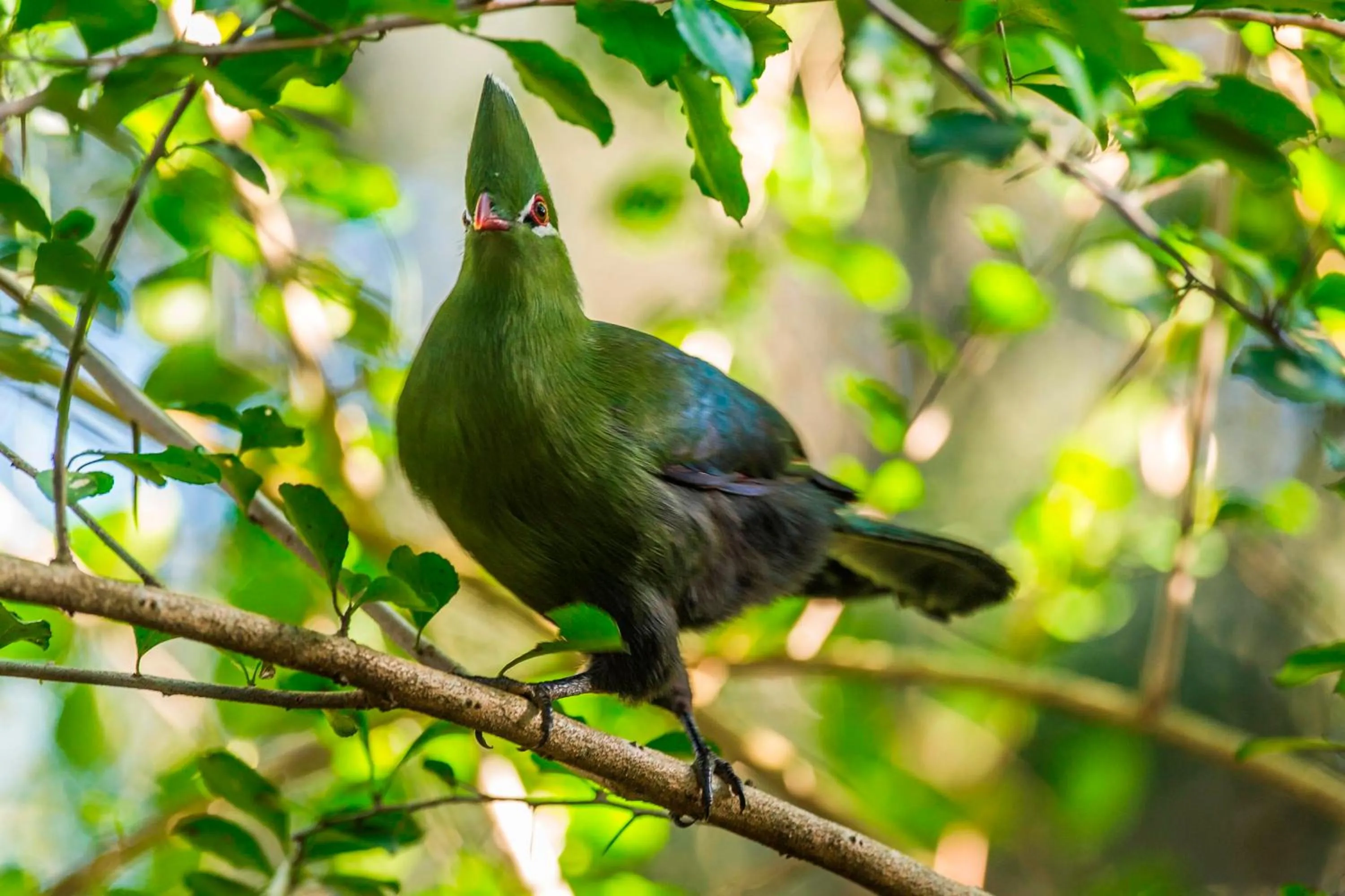 Animals in Edenbrook Country Manor