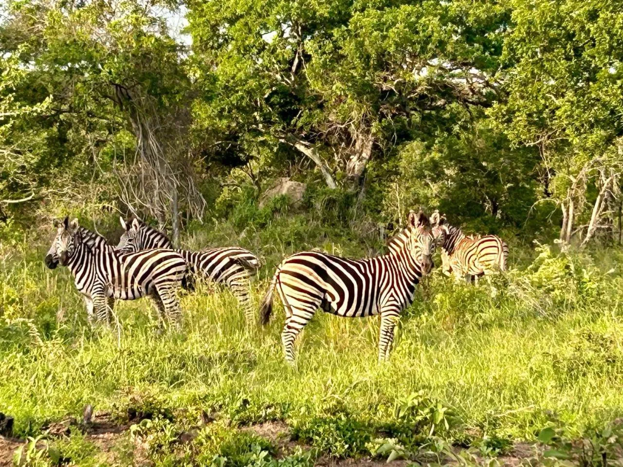 Animals in AM Lodge - Hoedspruit