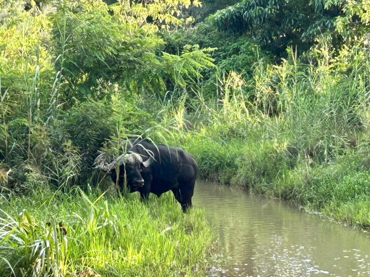 Animals in AM Lodge - Hoedspruit