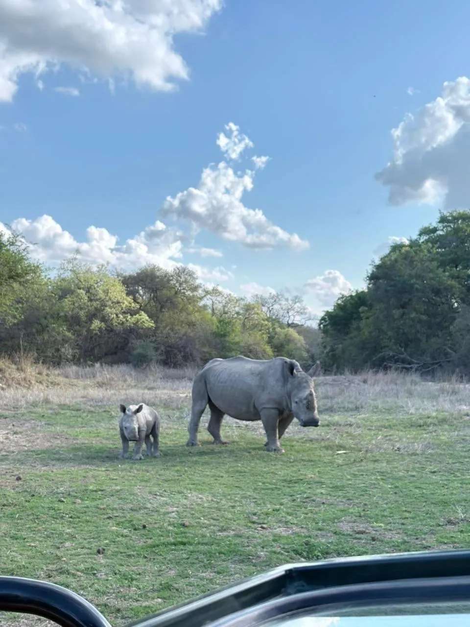 Animals in AM Lodge - Hoedspruit