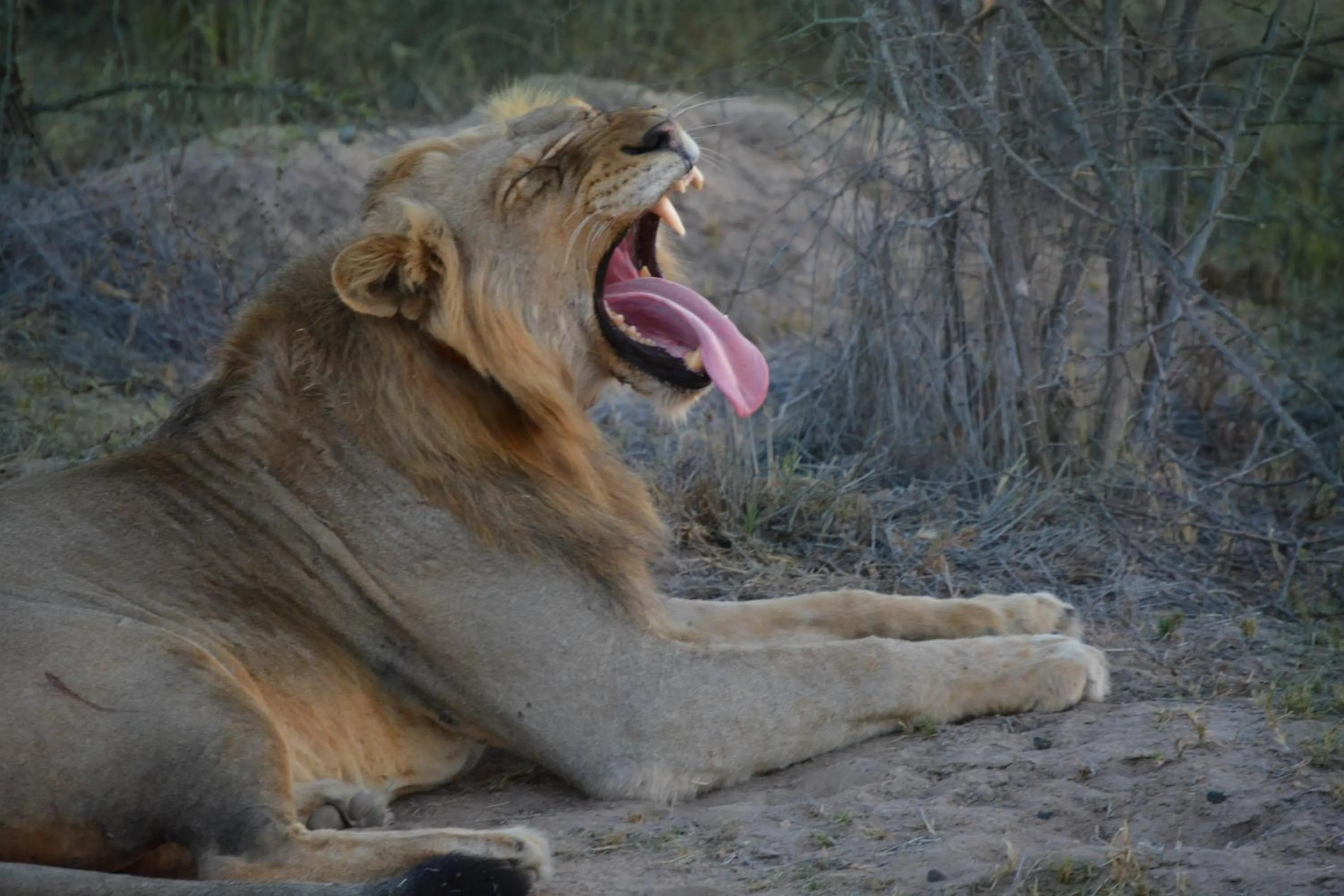 Animals in AM Lodge - Hoedspruit