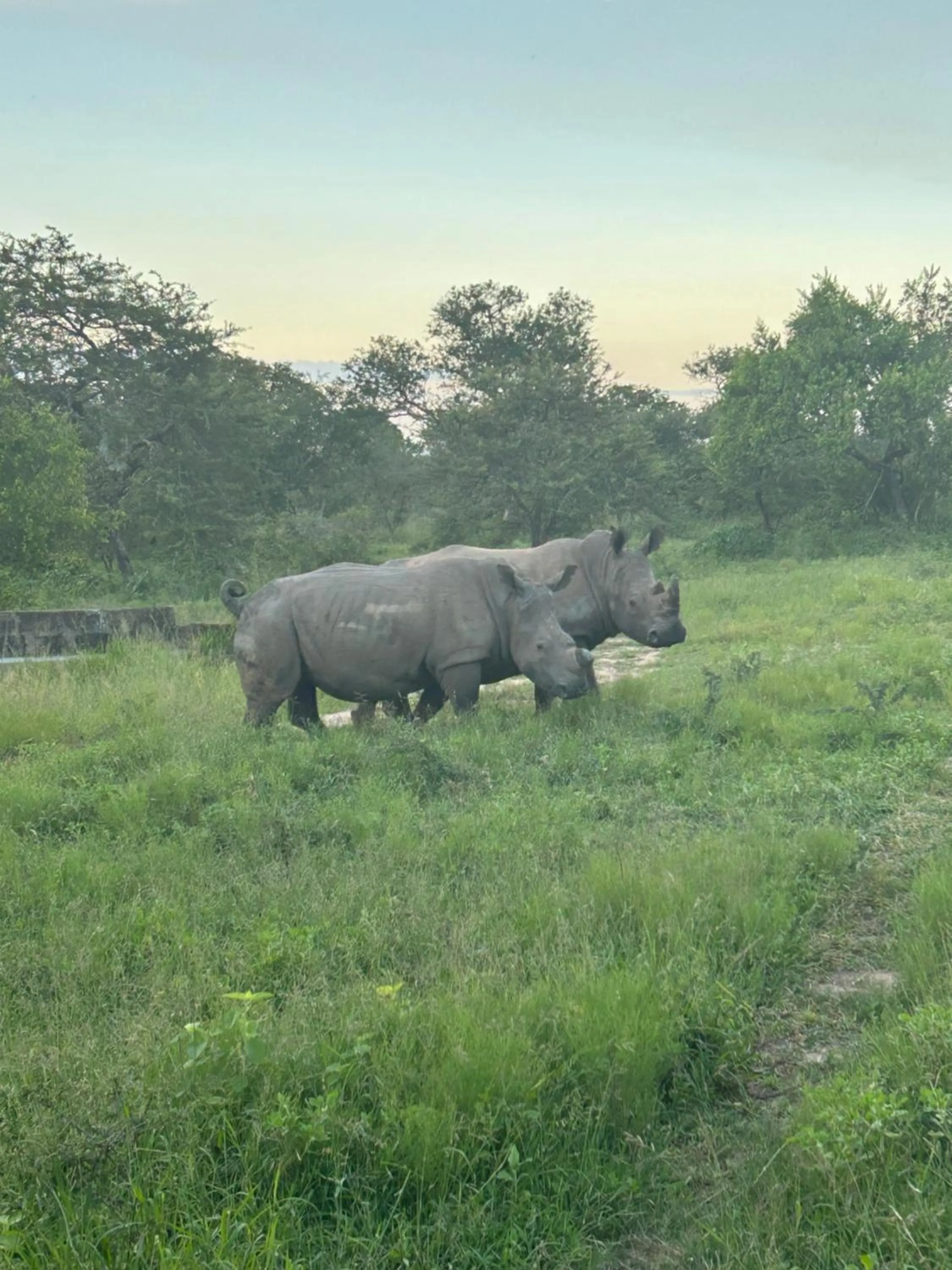 Animals in AM Lodge - Hoedspruit