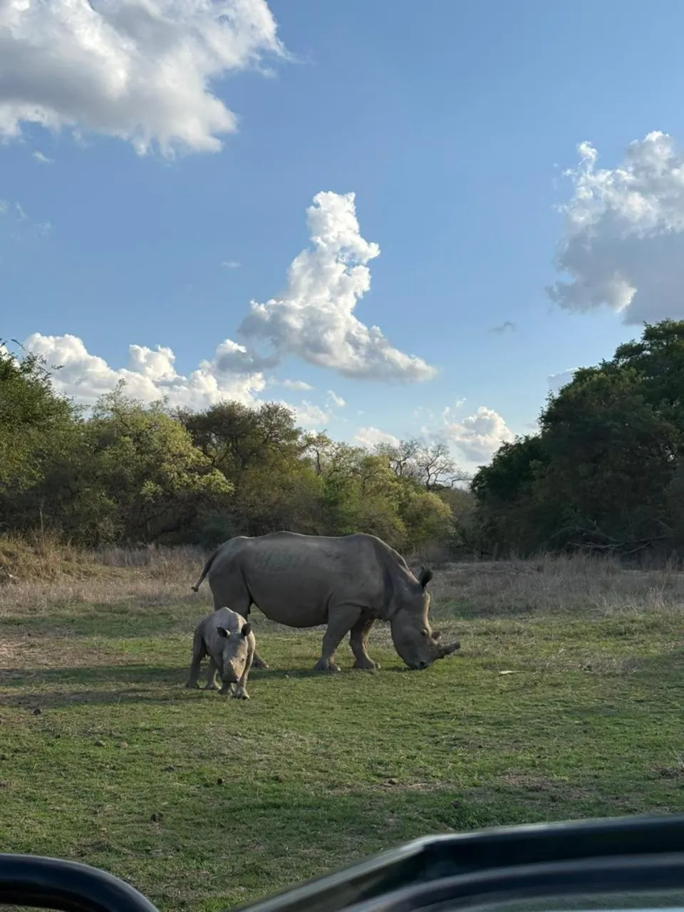 Animals in AM Lodge - Hoedspruit