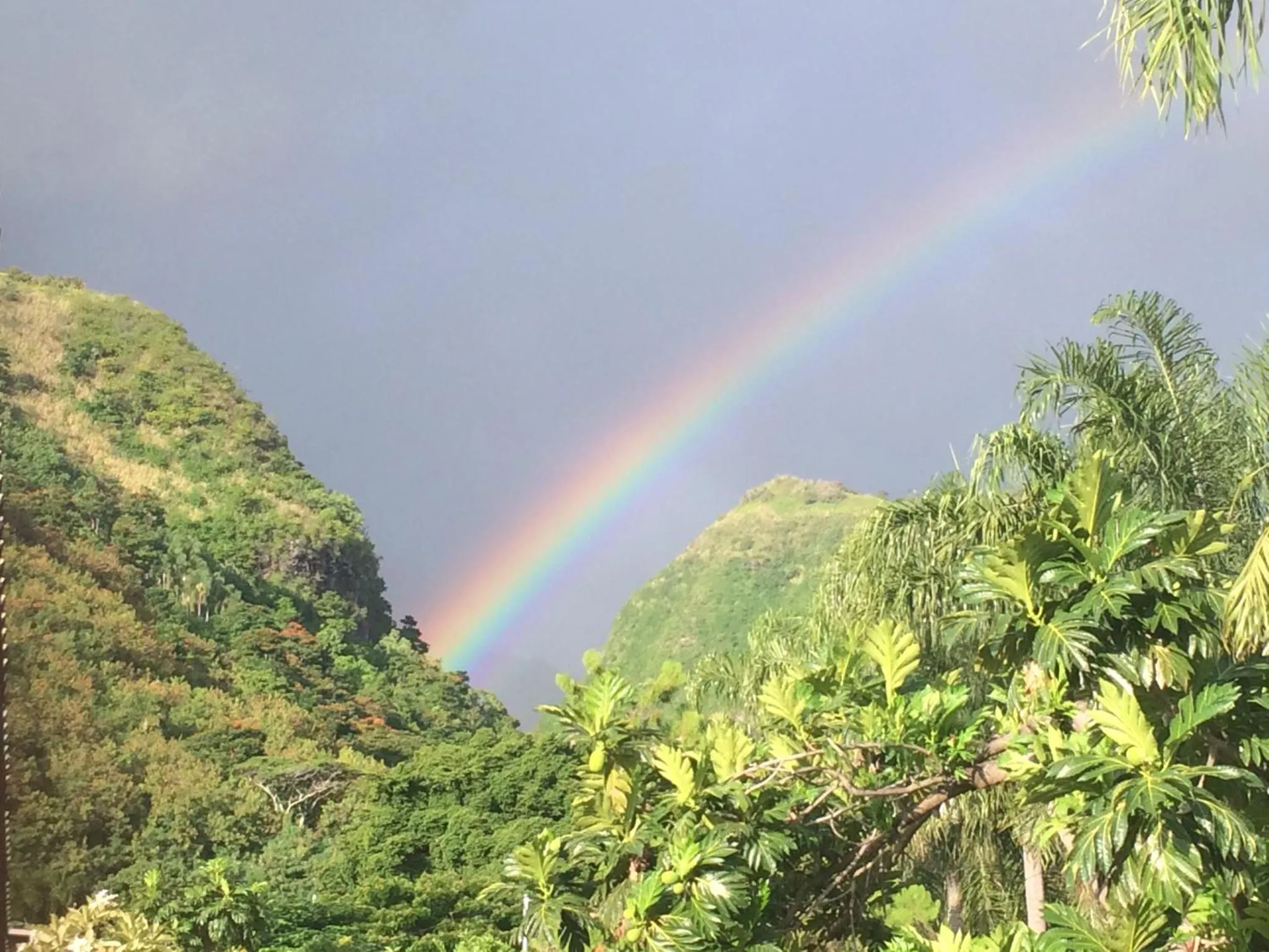 Garden view in Pension TE MITI - PLAGE-BEACH 200m - Mahana Parc & Vaiava Beach pk18 - B&B CHAMBRES ou DORTOIR