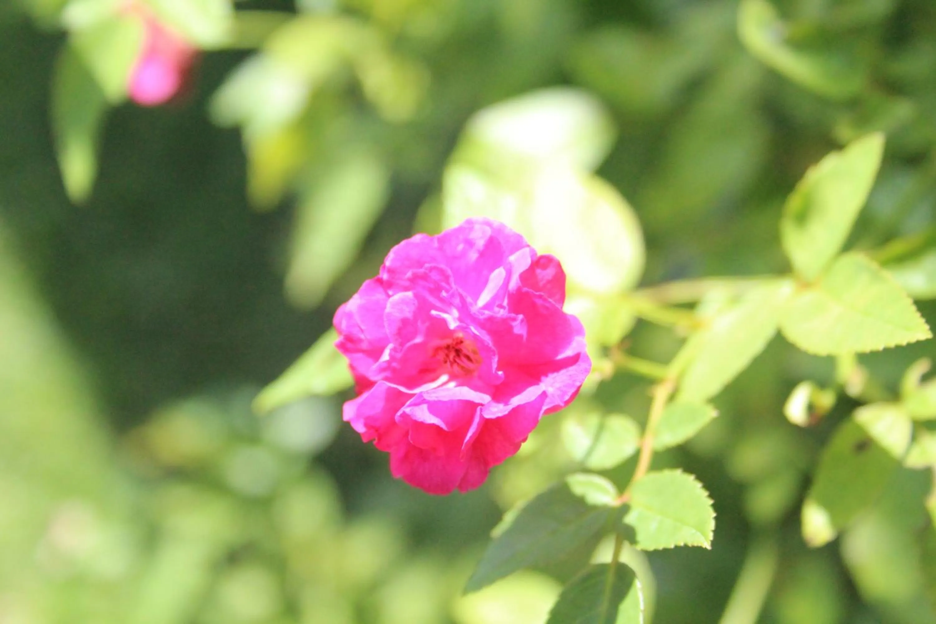 Garden in Pension TE MITI - PLAGE-BEACH 200m - Mahana Parc & Vaiava Beach pk18 - B&B CHAMBRES ou DORTOIR