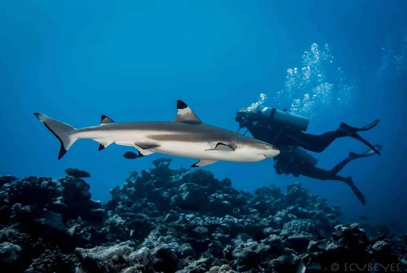 Activities in Pension TE MITI - PLAGE-BEACH 200m - Mahana Parc & Vaiava Beach pk18 - B&B CHAMBRES ou DORTOIR