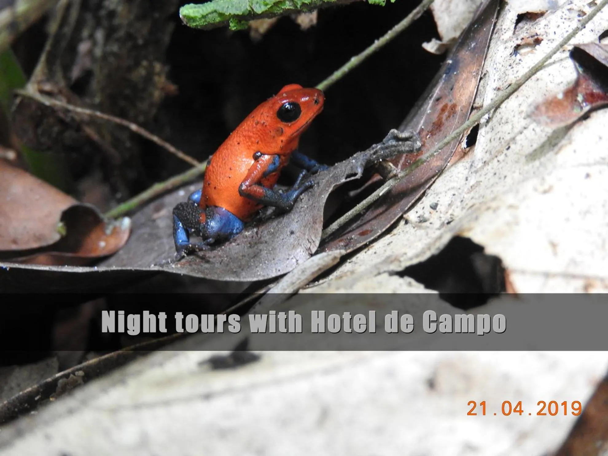 Activities in Hotel de Campo Caño Negro