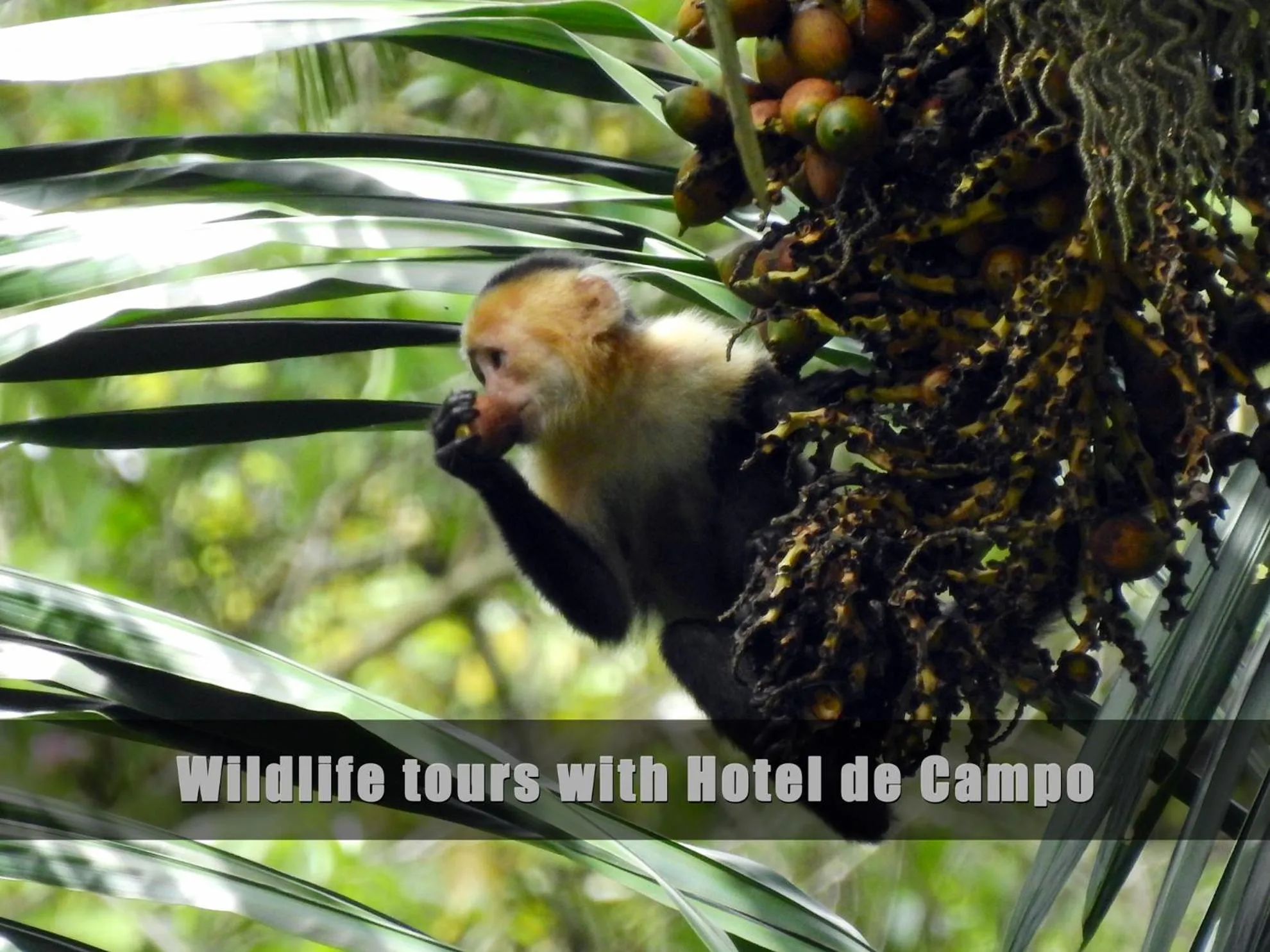 Activities in Hotel de Campo Caño Negro