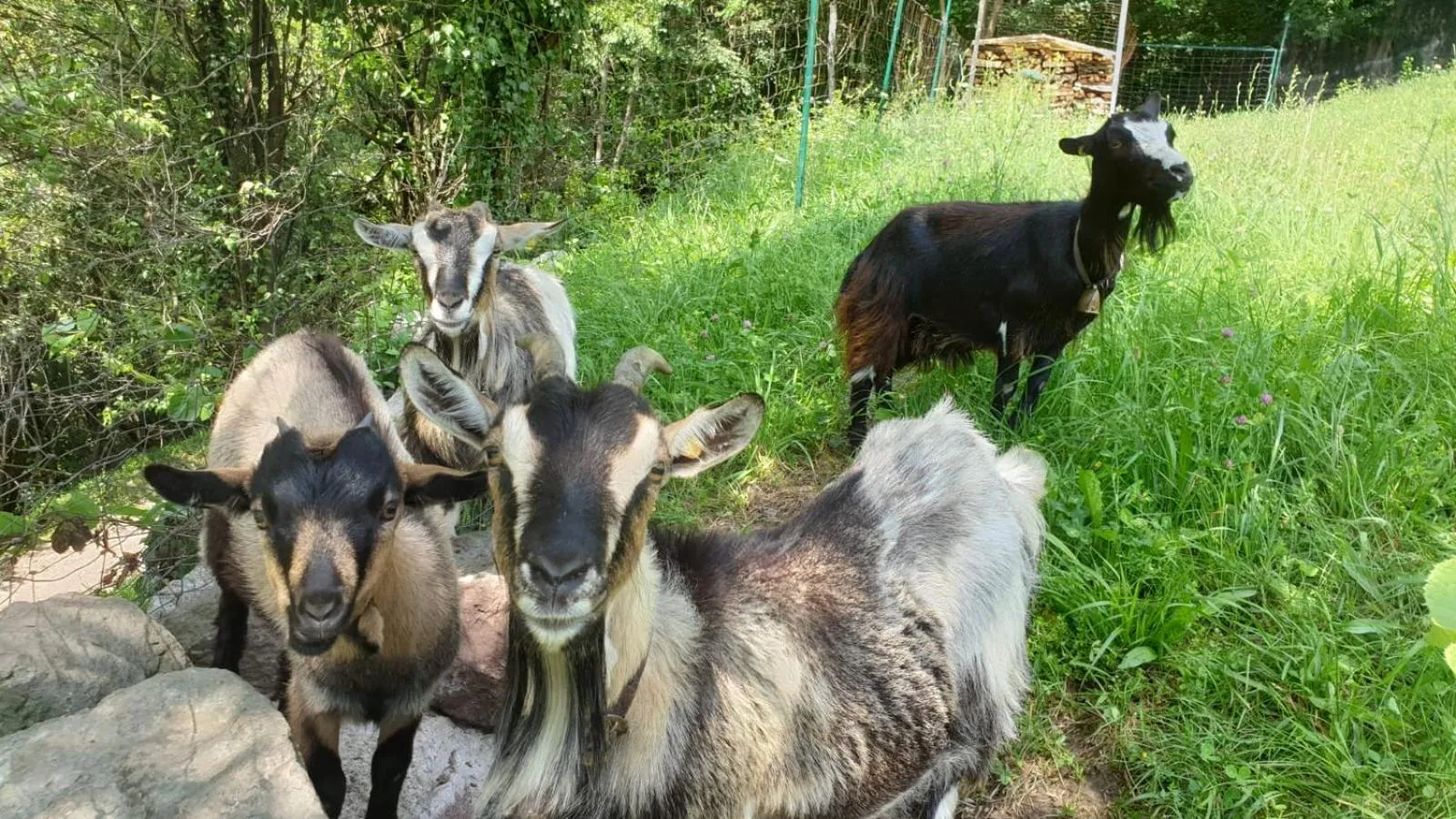 Animals in Ferienwohnungen Koflerhof