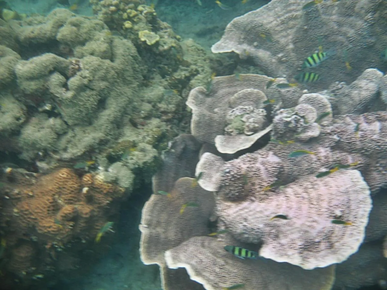 Giman Free Beach Resort Pasikuda