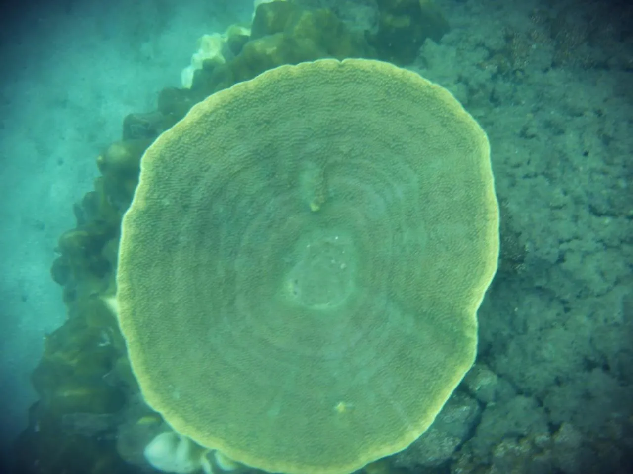 Giman Free Beach Resort Pasikuda