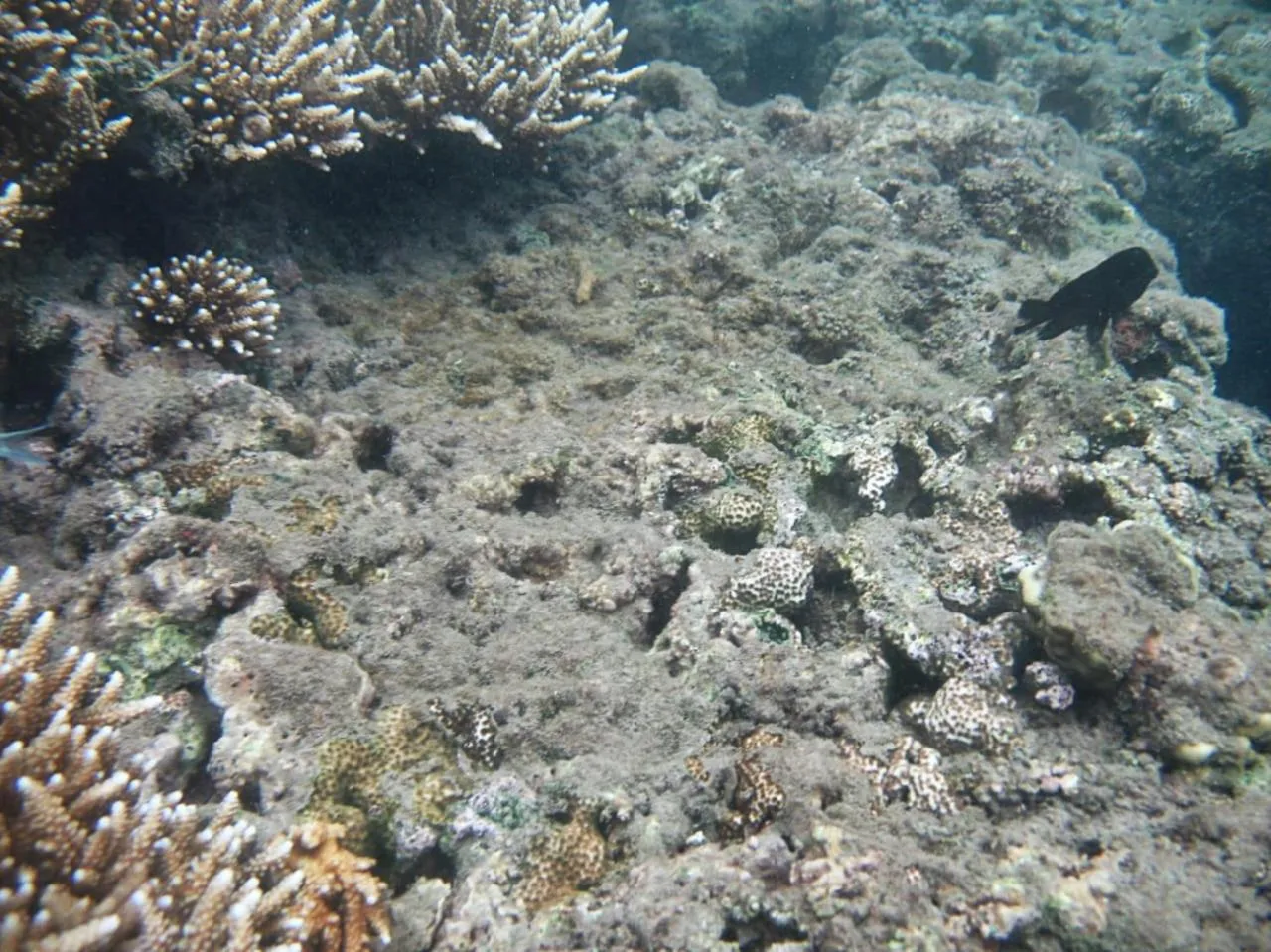 Giman Free Beach Resort Pasikuda