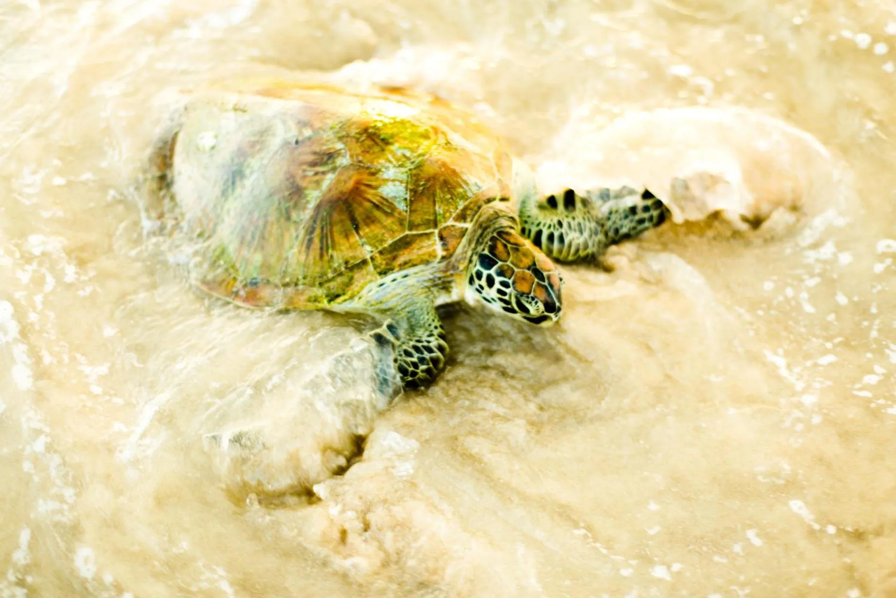 Giman Free Beach Resort Pasikuda