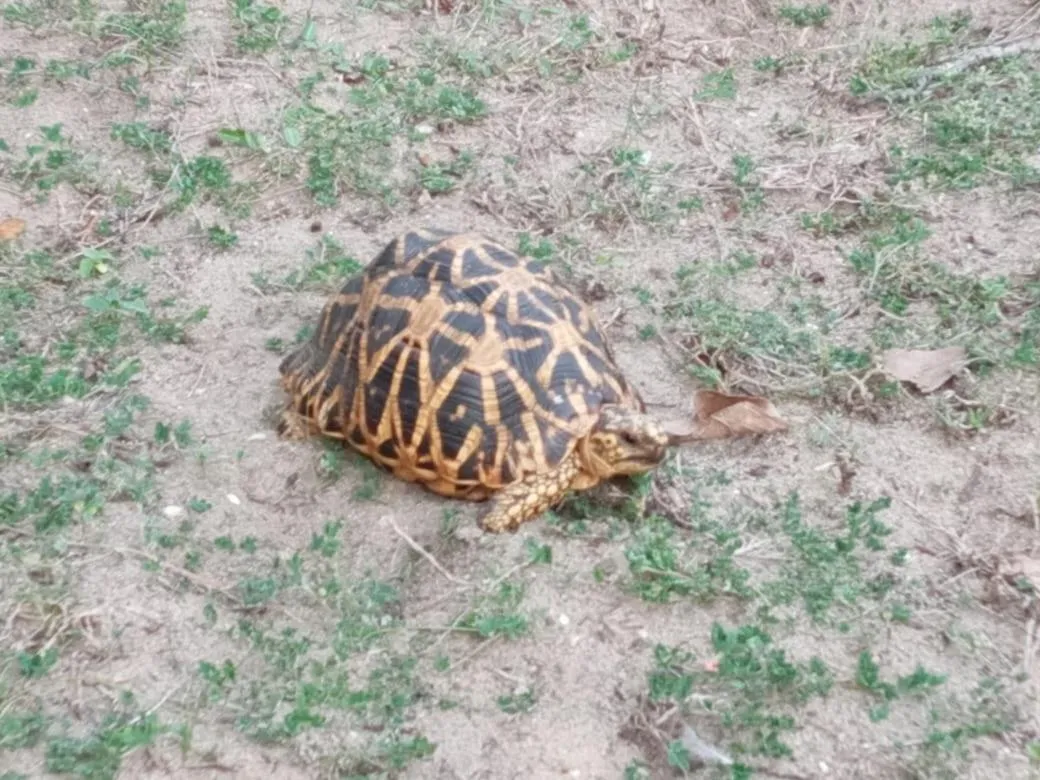 Giman Free Beach Resort Pasikuda