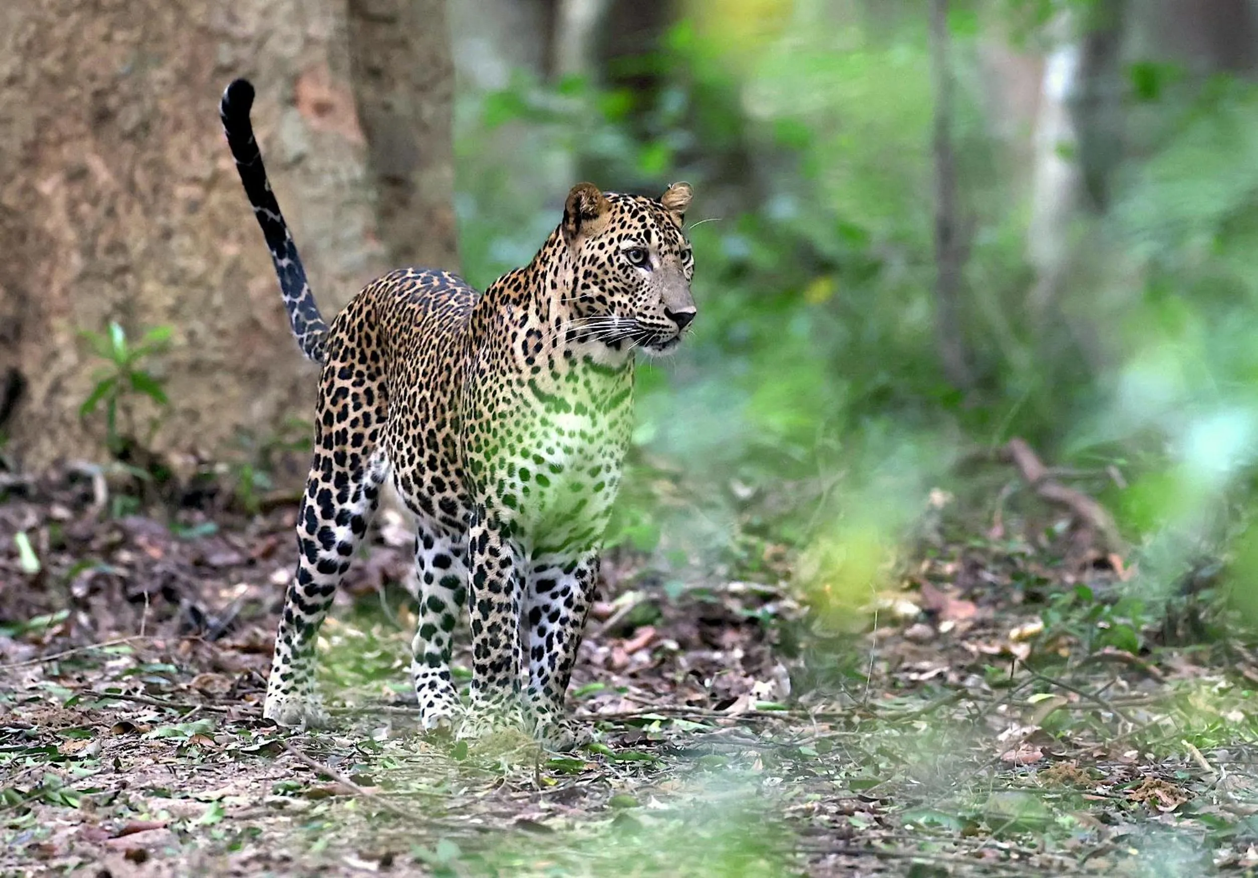 Activities in Wilpattu Tree House