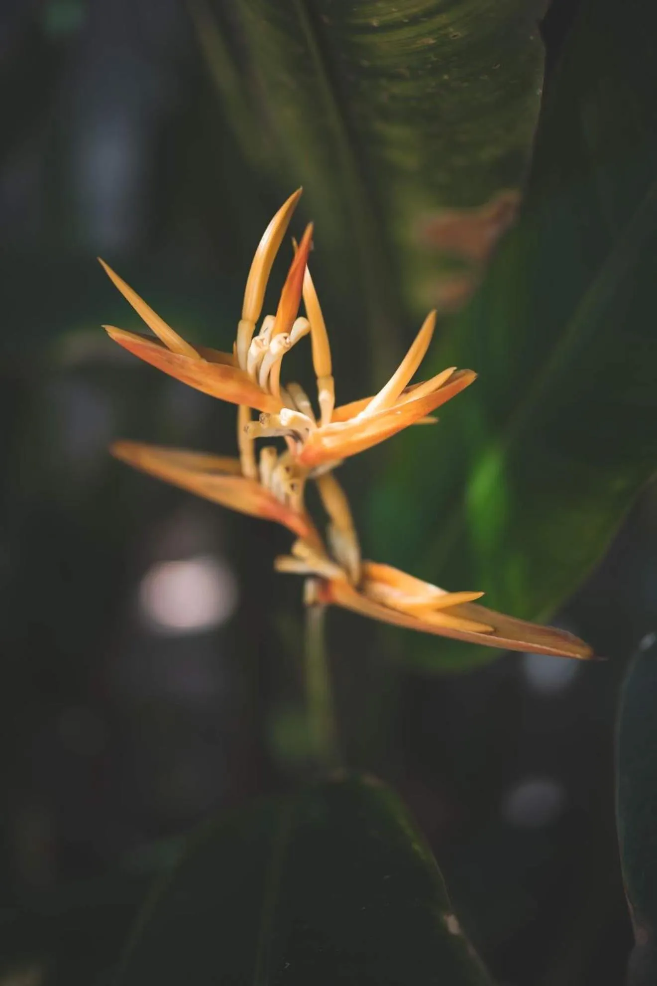 Garden in Guava Garden