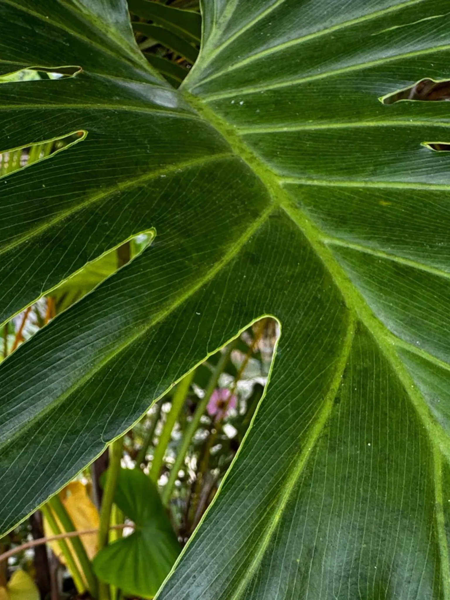 Garden view in Palmhouse Boutique Hotel