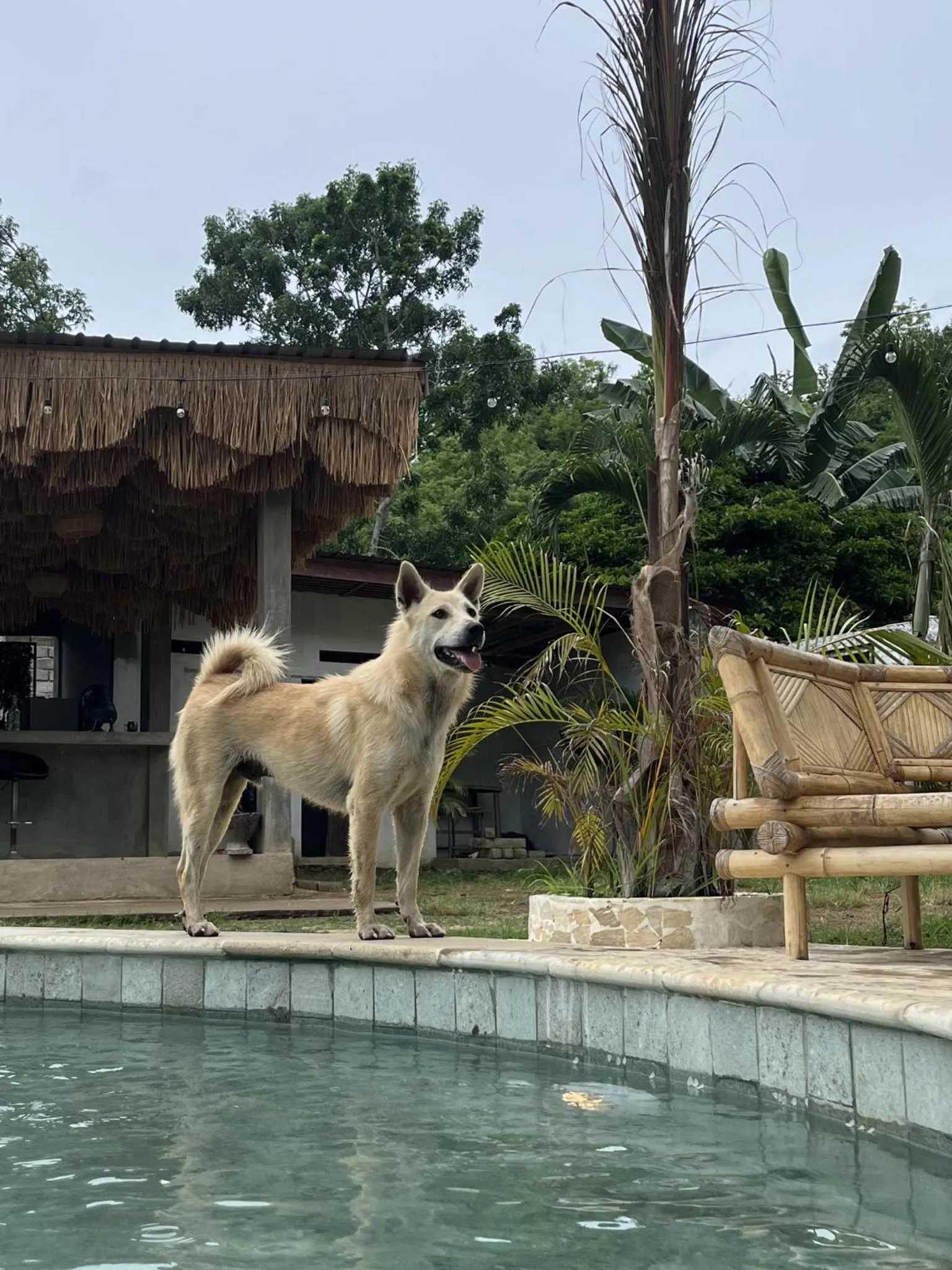 Animals in Palmhouse Boutique Hotel