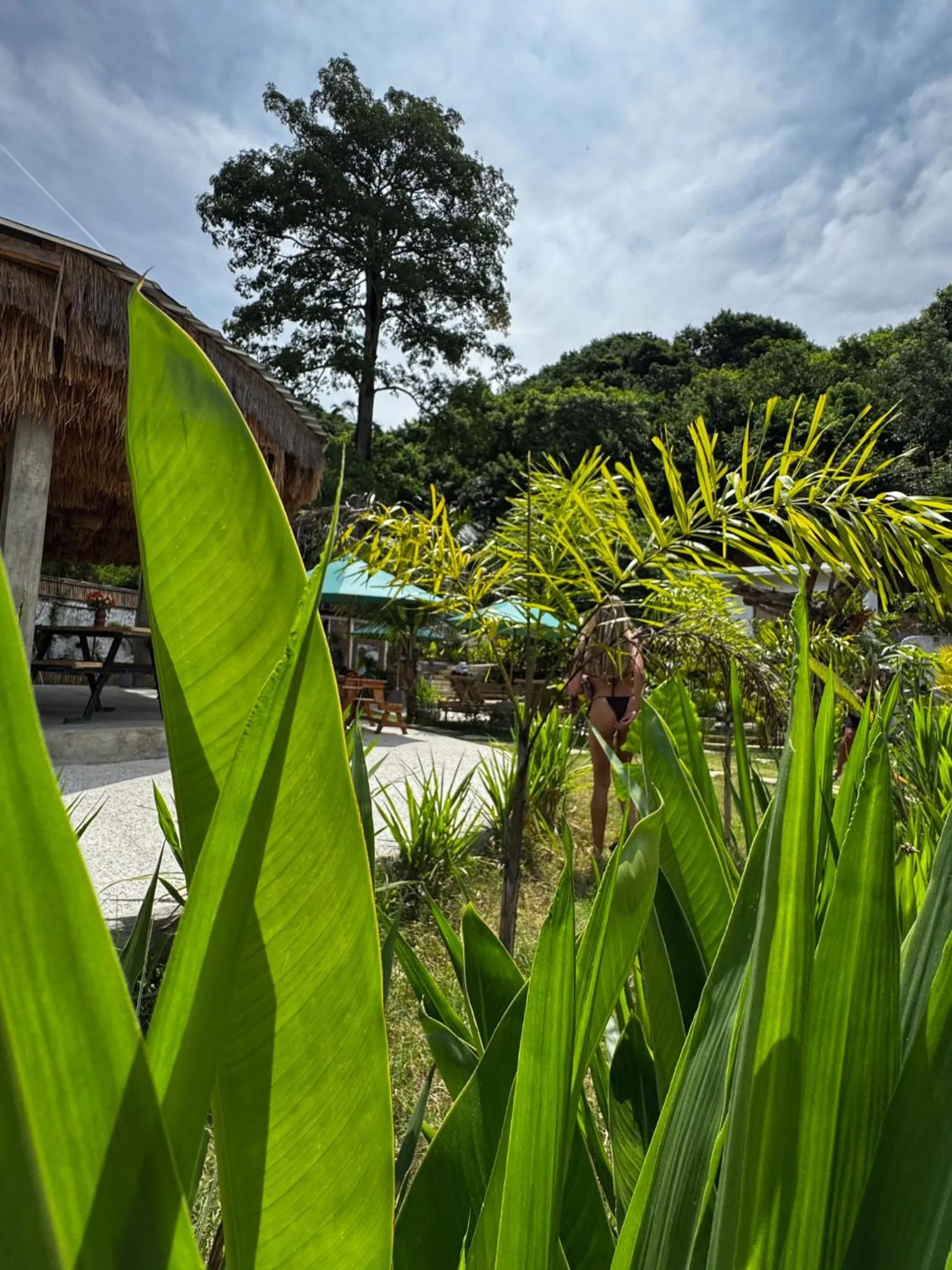 Garden view in Palmhouse Boutique Hotel