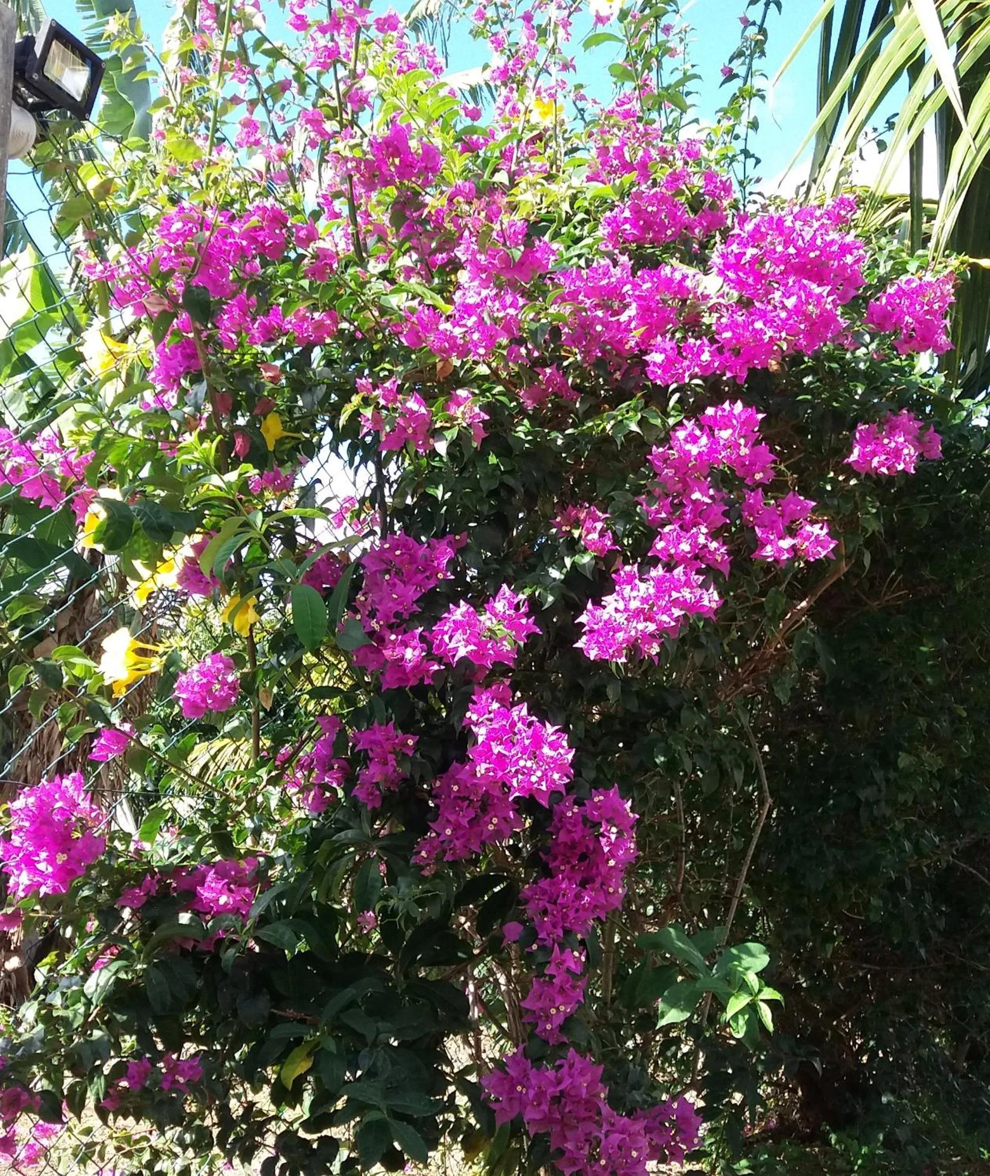 Garden in La Maison Soleil