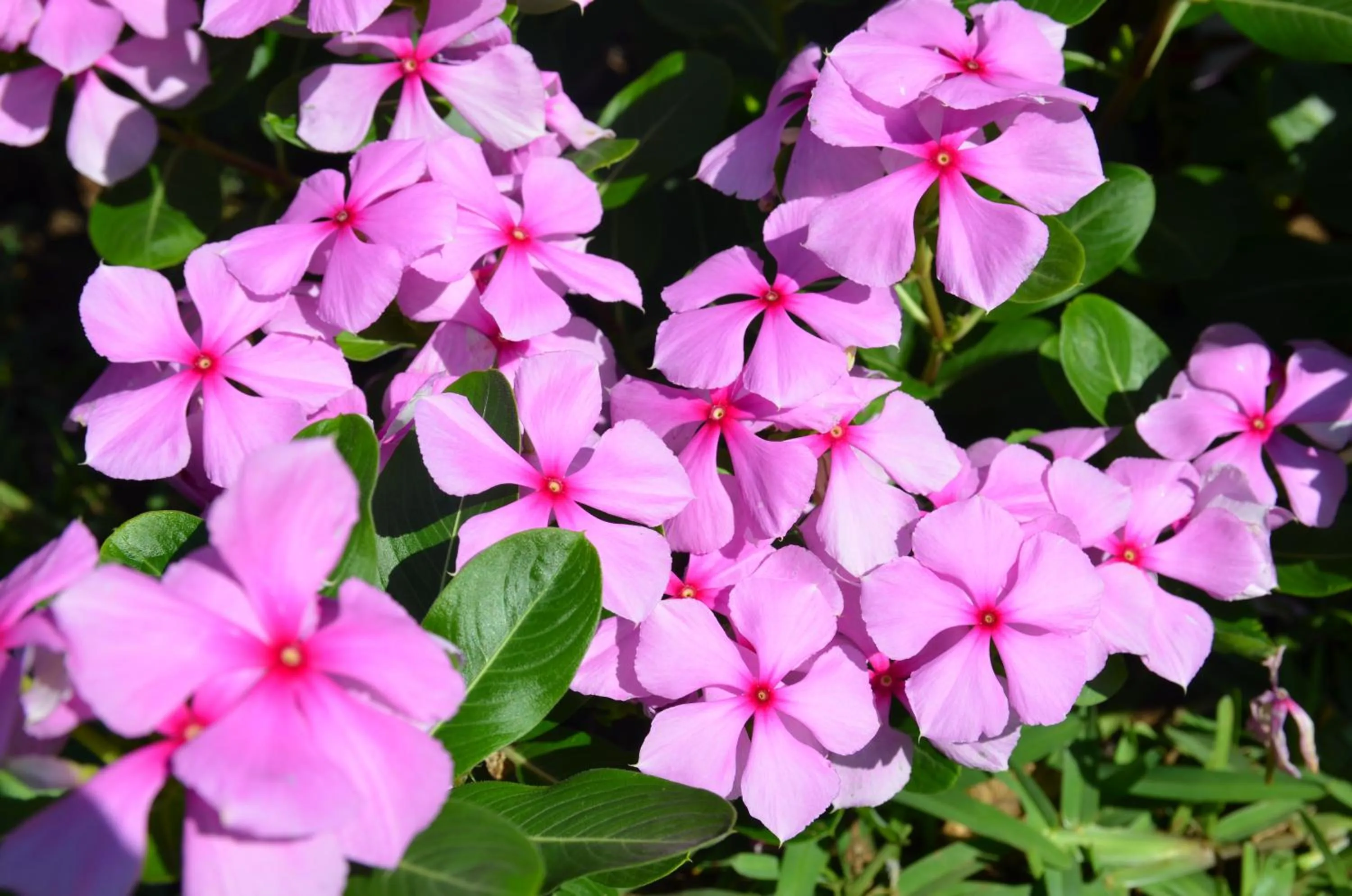 Garden in La Maison Soleil