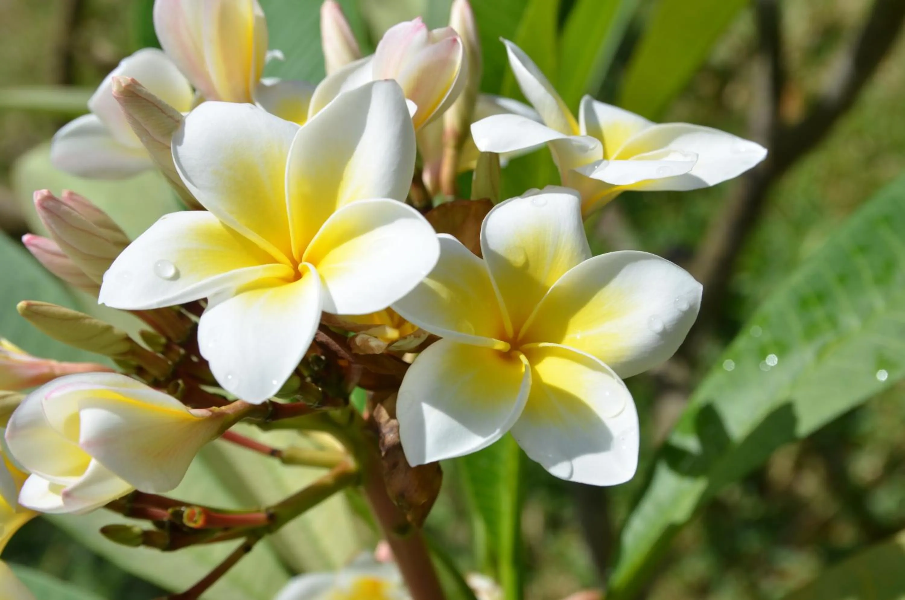 Garden in La Maison Soleil