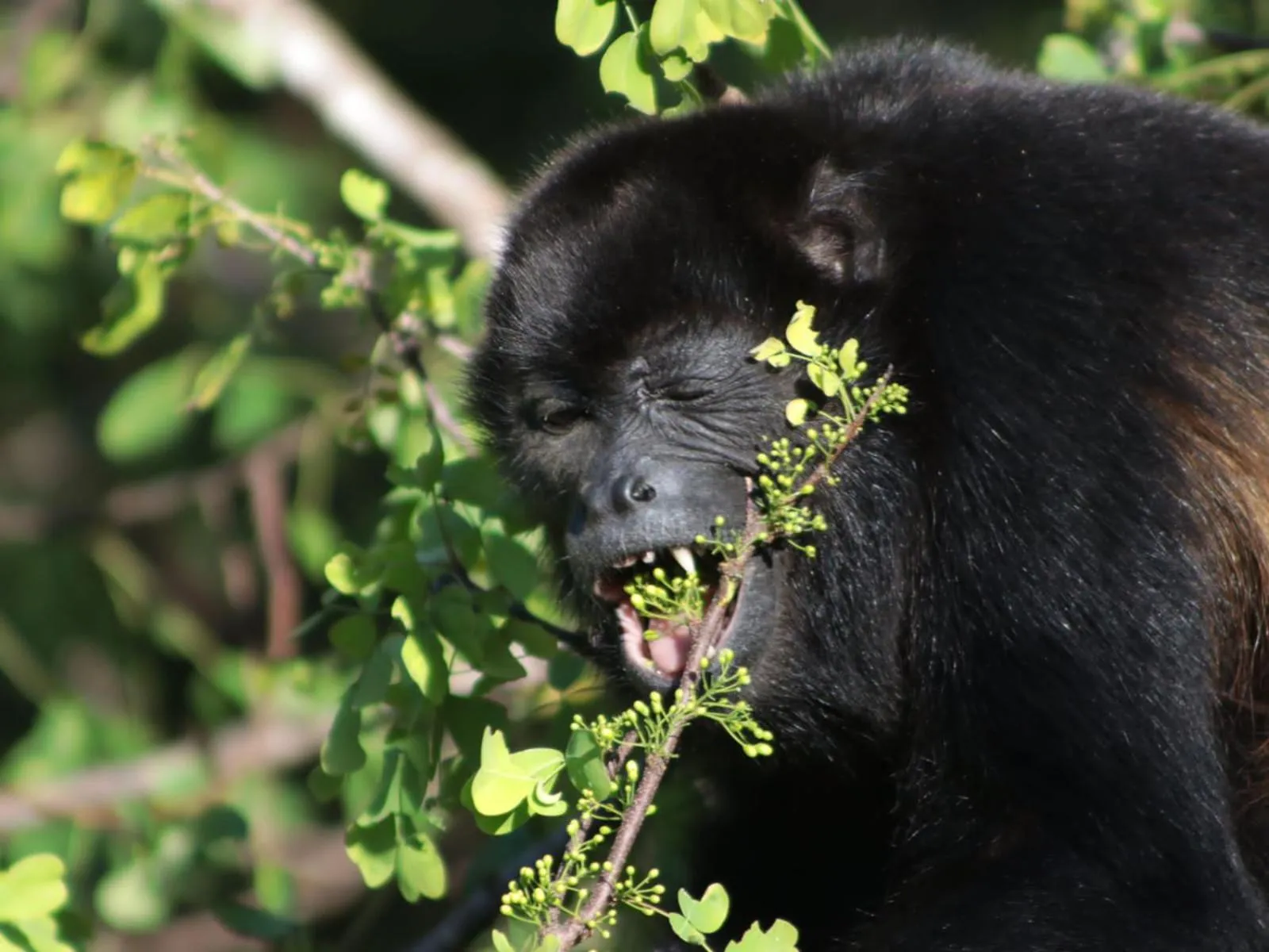 Animals in El Reinas by Sugar's Monkey