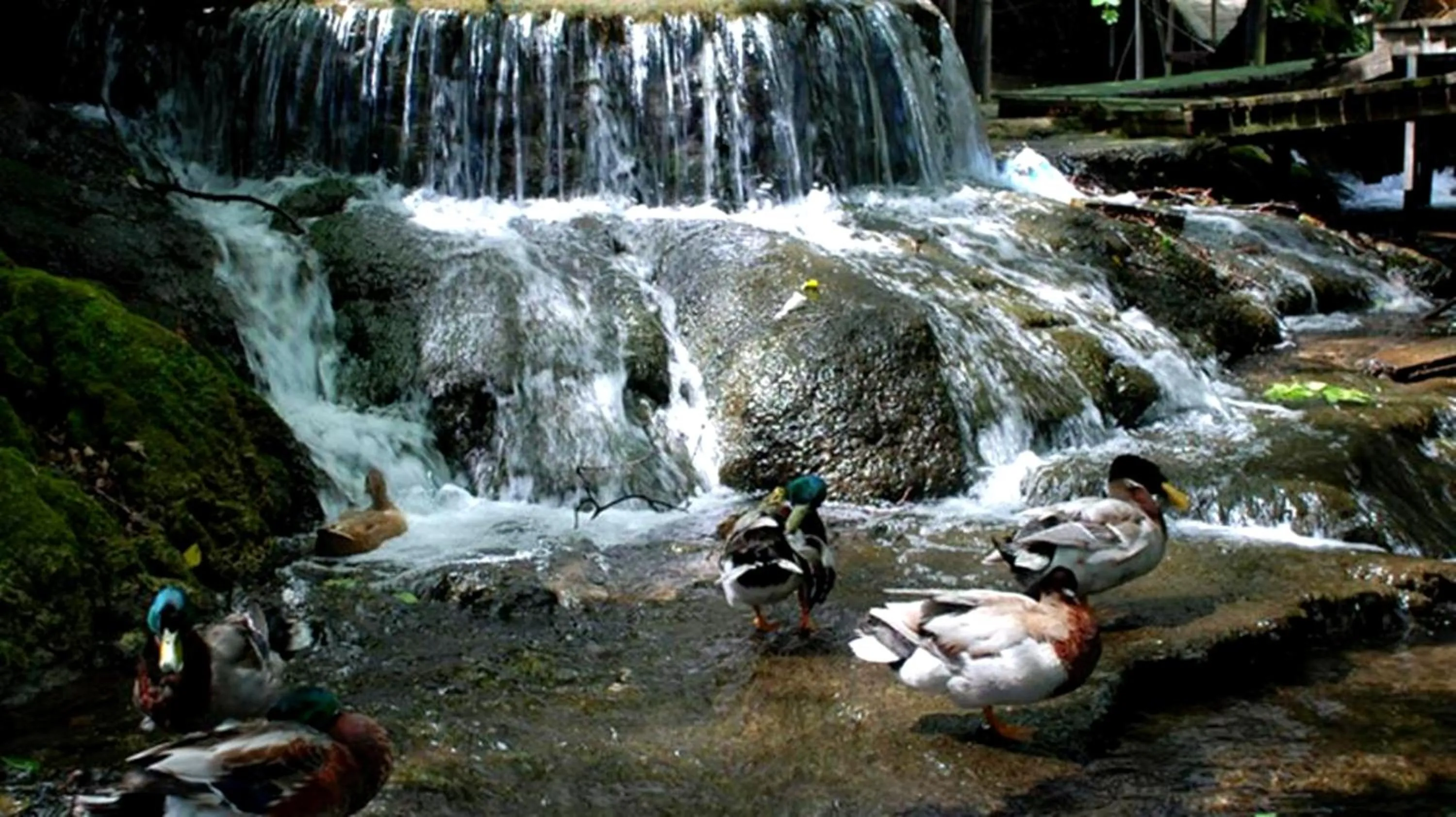 Garden in Selale Cennet Evleri