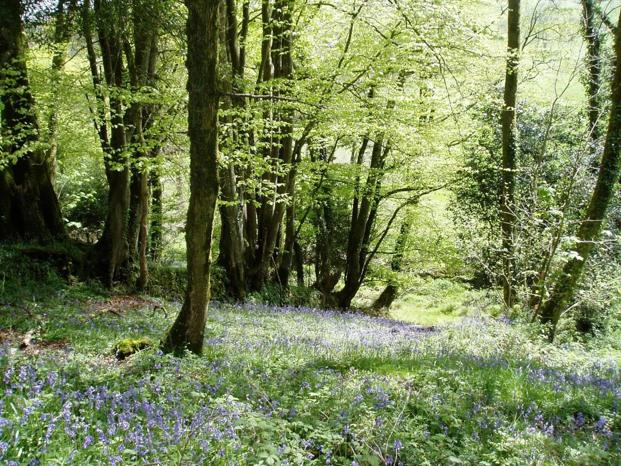 Spring in Tregondale Manor Farm