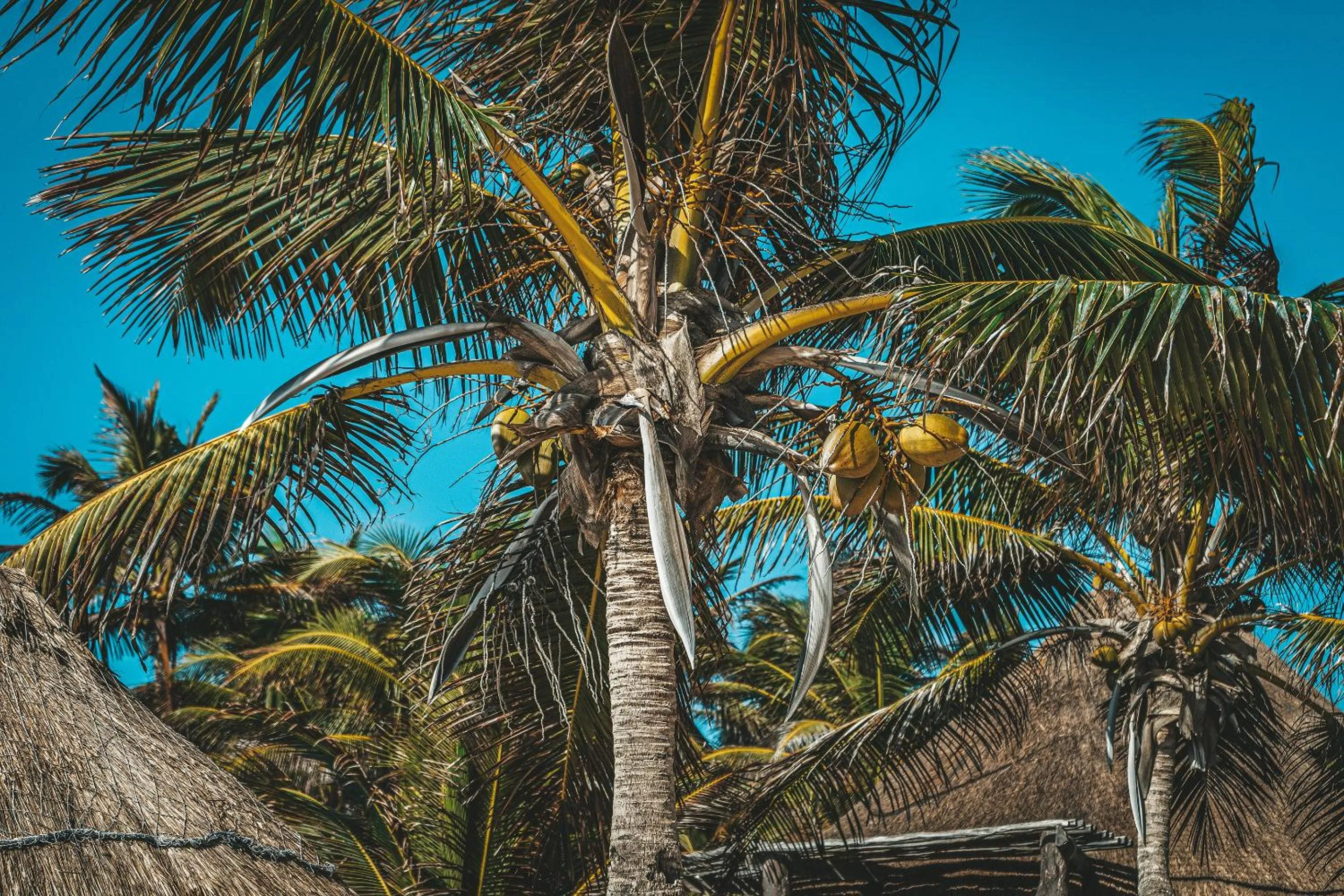 Day in La Conchita Tulum