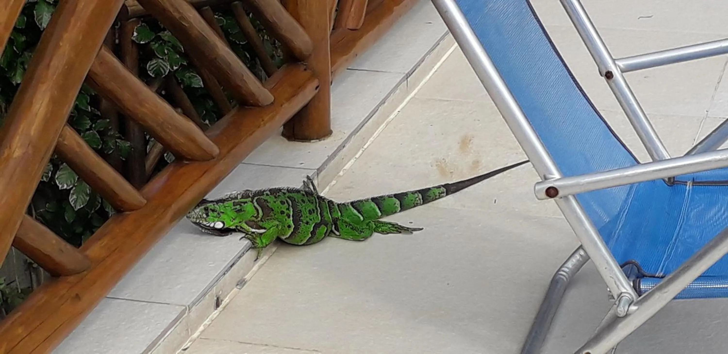 Pousada da Preguiça Praia do Forte