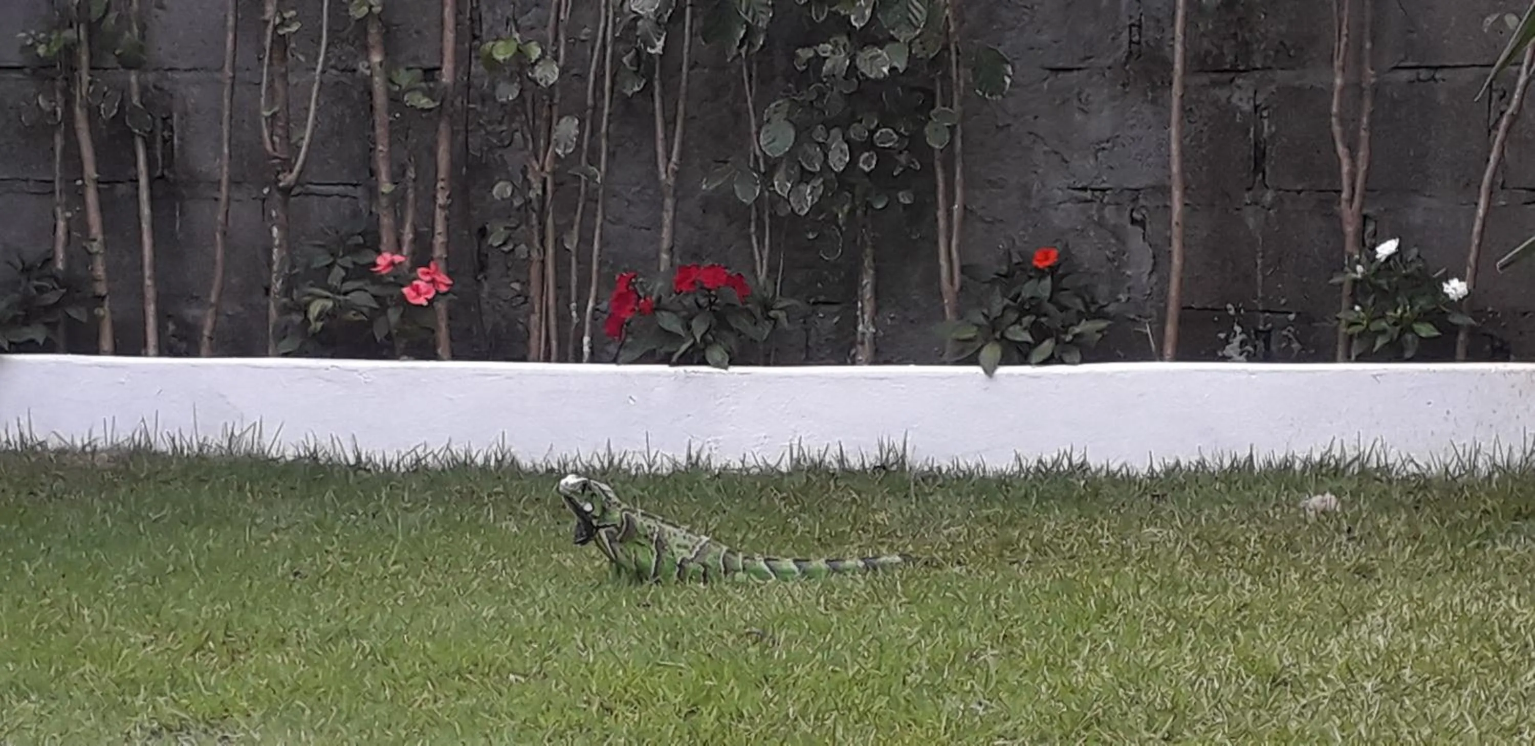 Pousada da Preguiça Praia do Forte