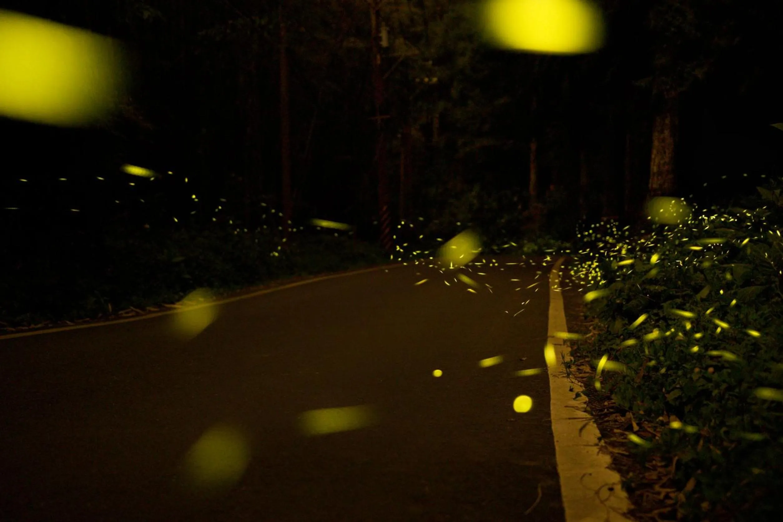 Natural landscape in Fenchihu Hotel