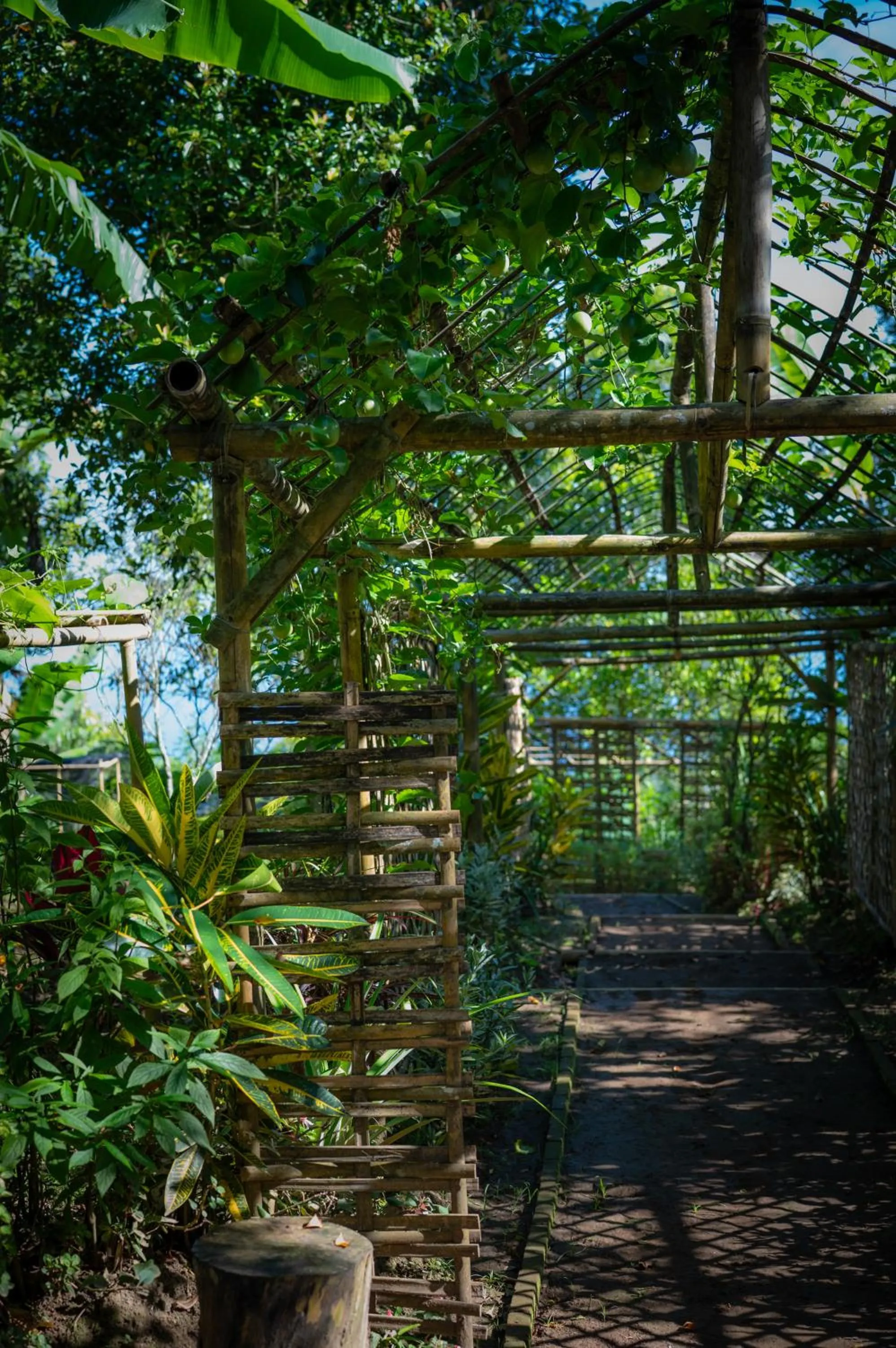 Activities in Umah Lusa