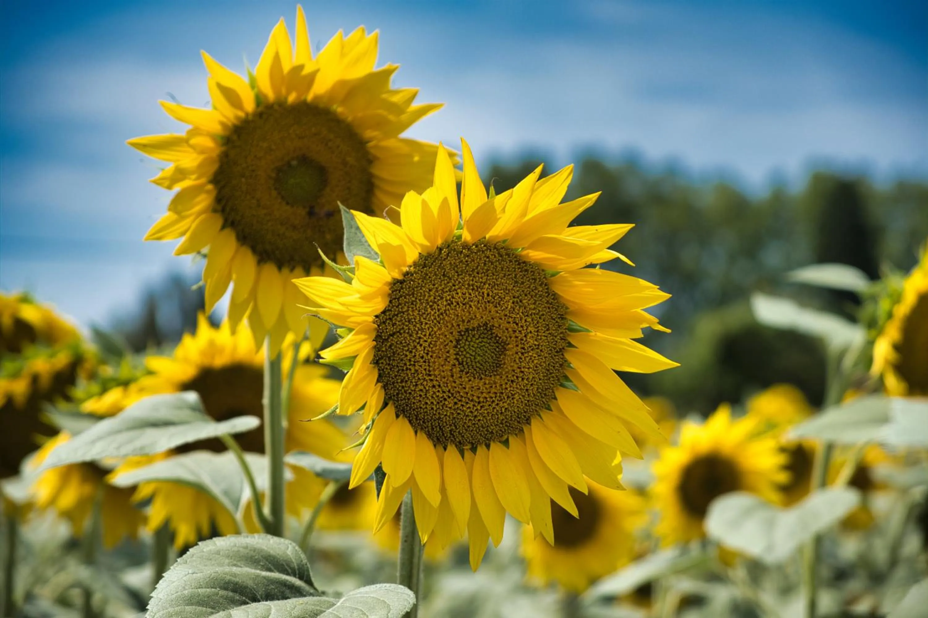 Garden in La Bastide au Ventoux
