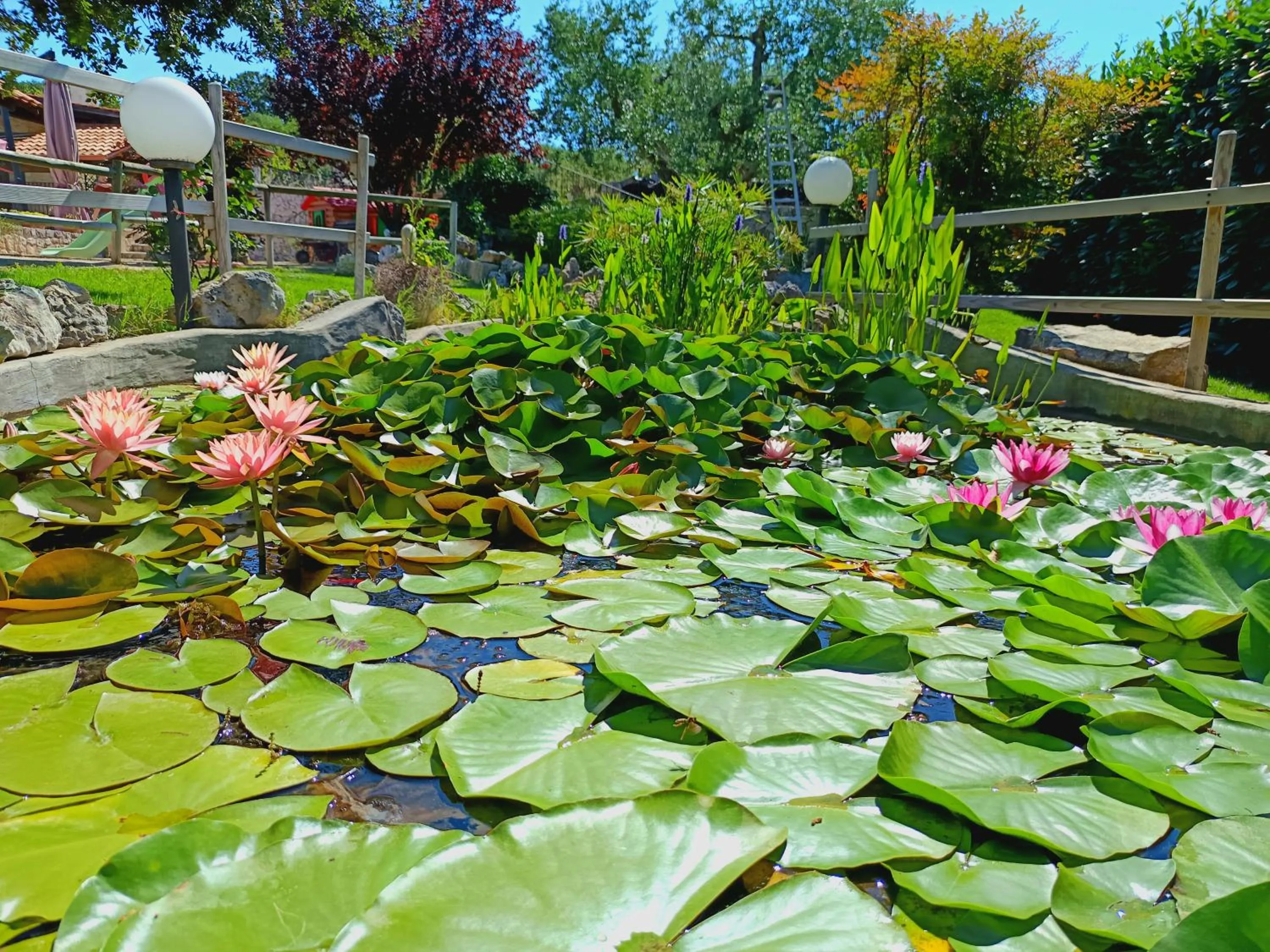 Day in La Rosa dei Trulli B&B