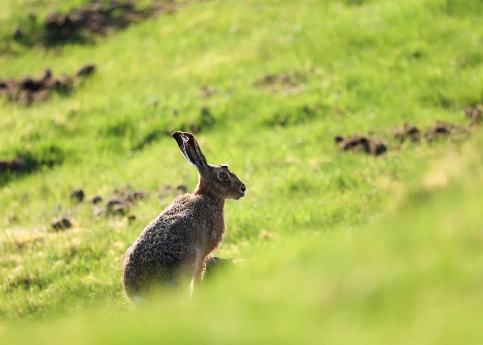 Natural landscape in Errichel House and Cottages