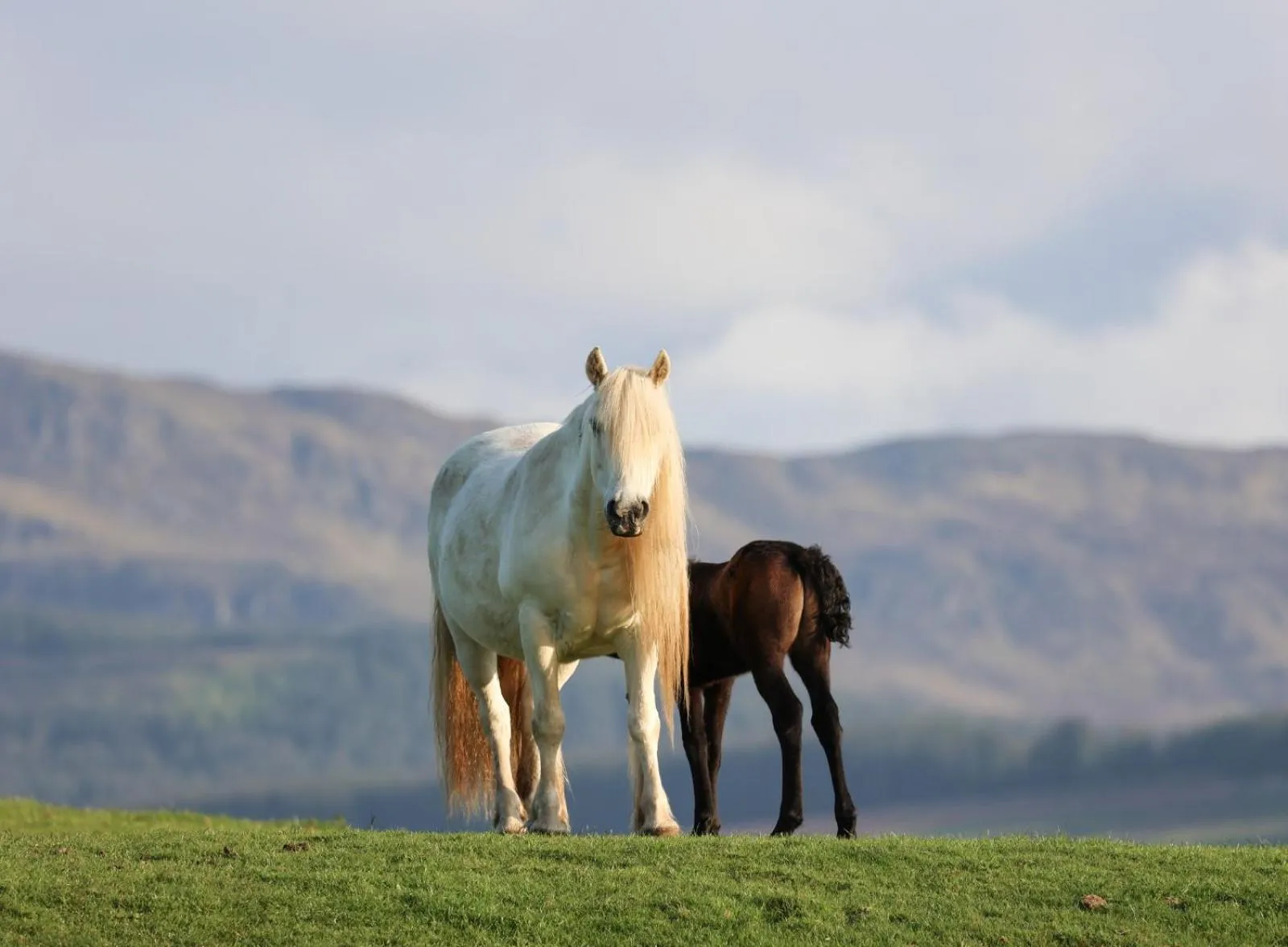 Natural landscape in Errichel House and Cottages