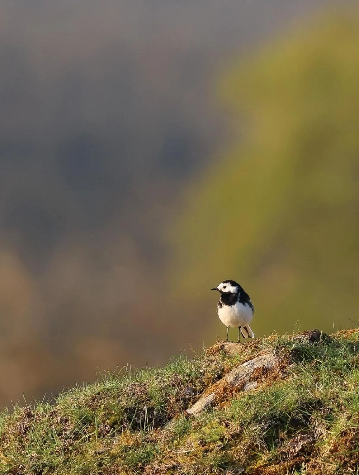 Summer in Errichel House and Cottages