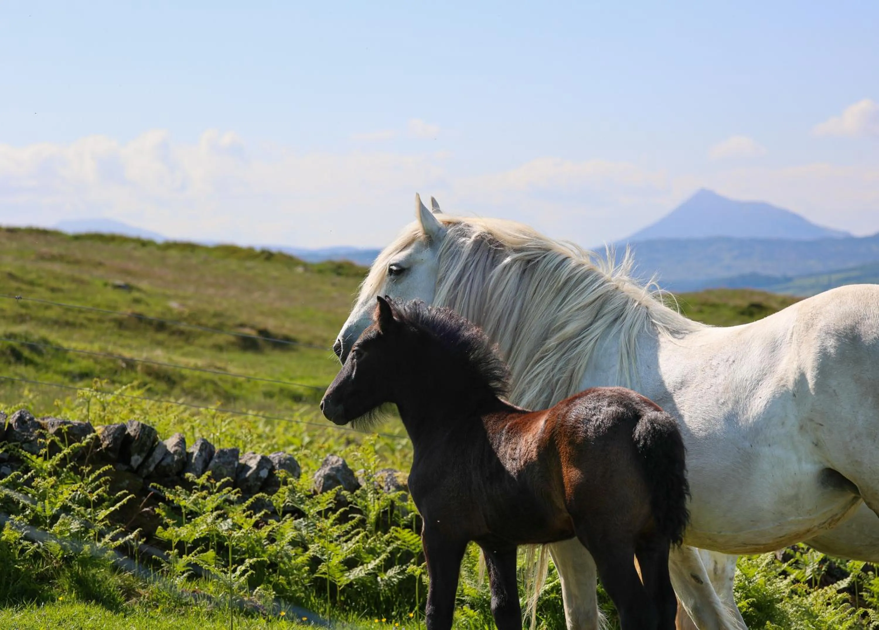 Other in Errichel House and Cottages